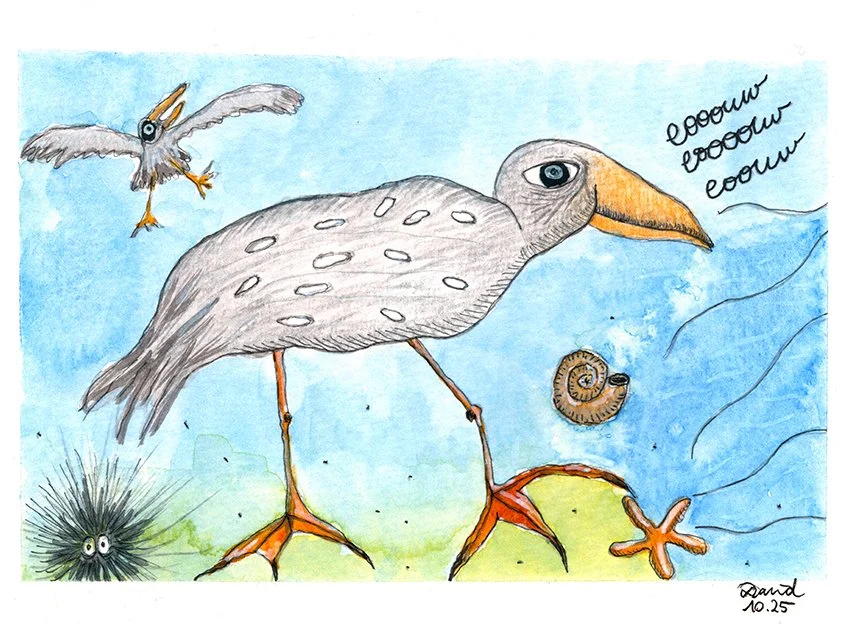 Un dessin humoristique de deux oiseaux, une étoile de mer, un coquillage et un oursin marin, avec le texte "coouuu coouuu coouuu".