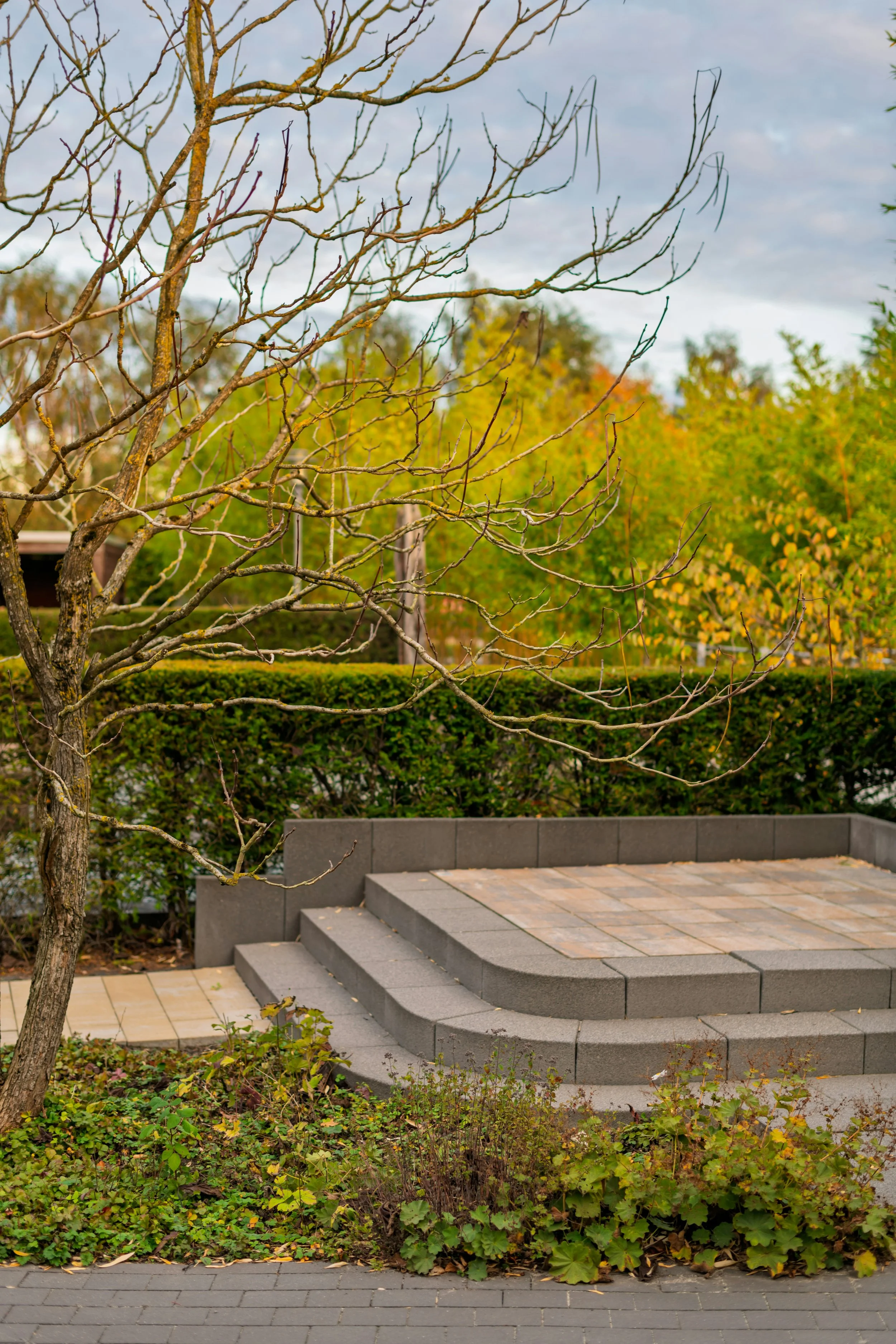 A leafless tree in front of steps leading up to a brick platform, with green and yellow foliage and cloudy sky in the background.