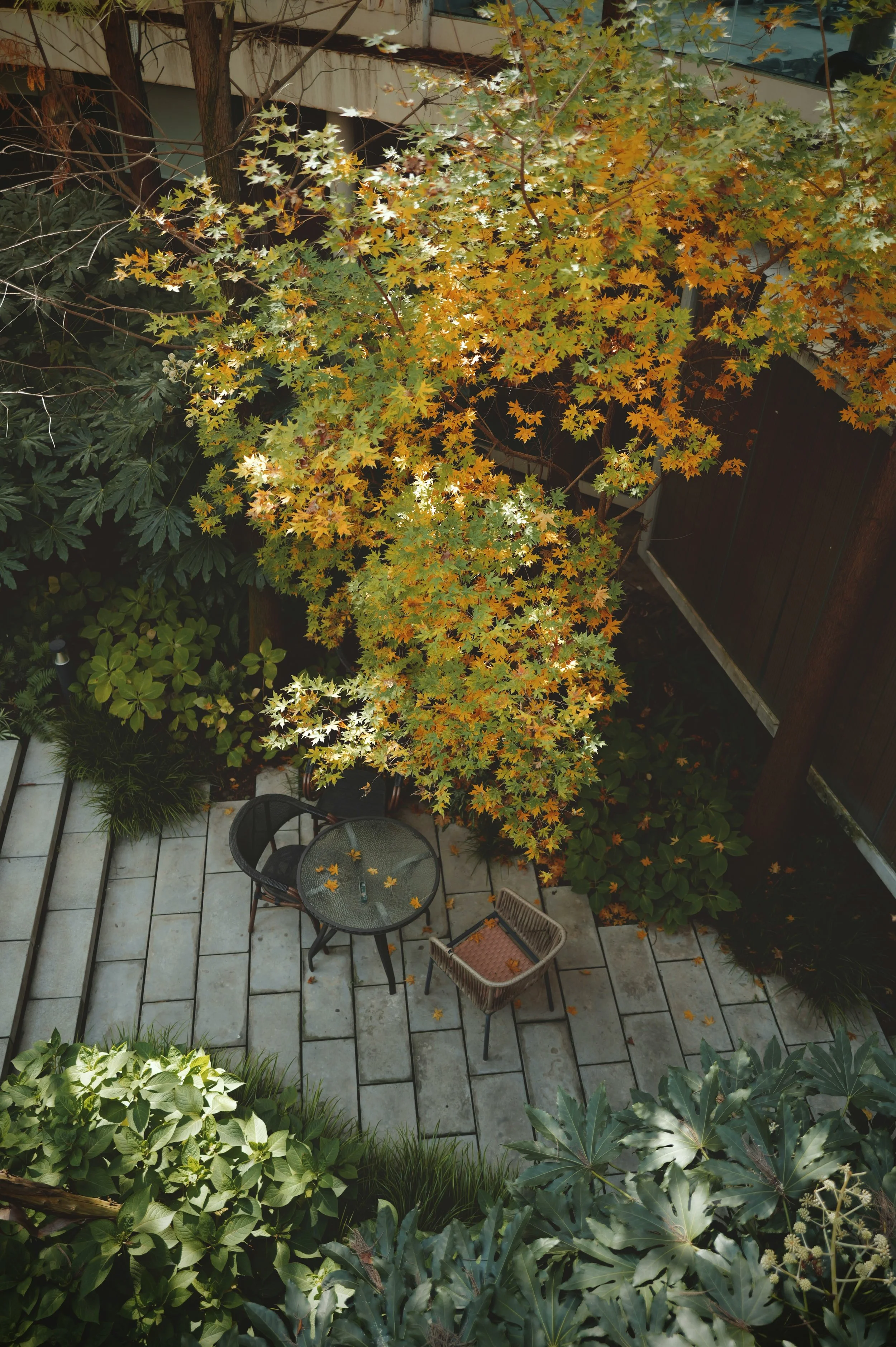 A top-down view of a small outdoor patio with a glass table, wicker chairs, fallen leaves, and a large tree with green and orange leaves, surrounded by lush greenery and plants.