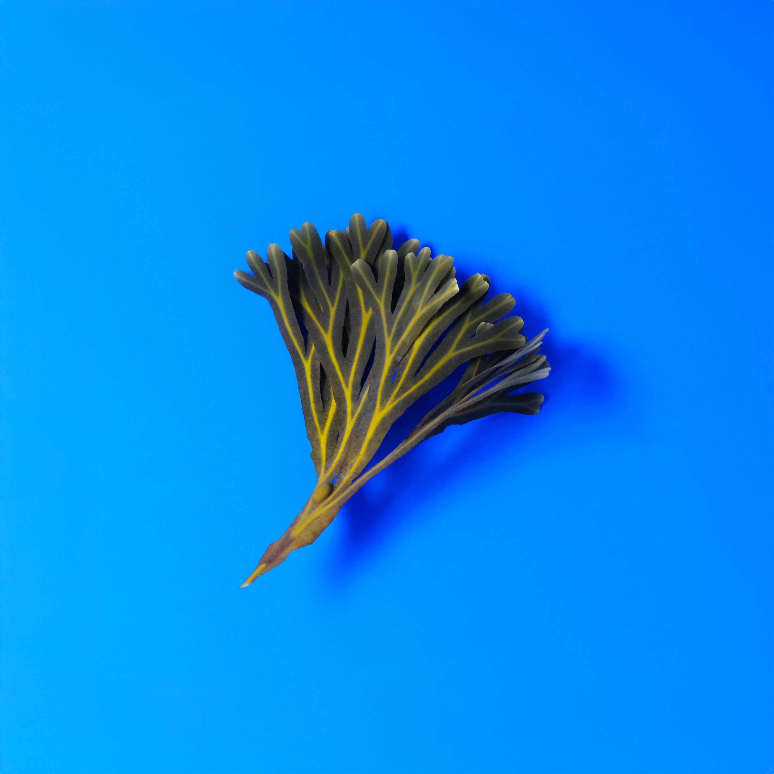 The Algae Paper