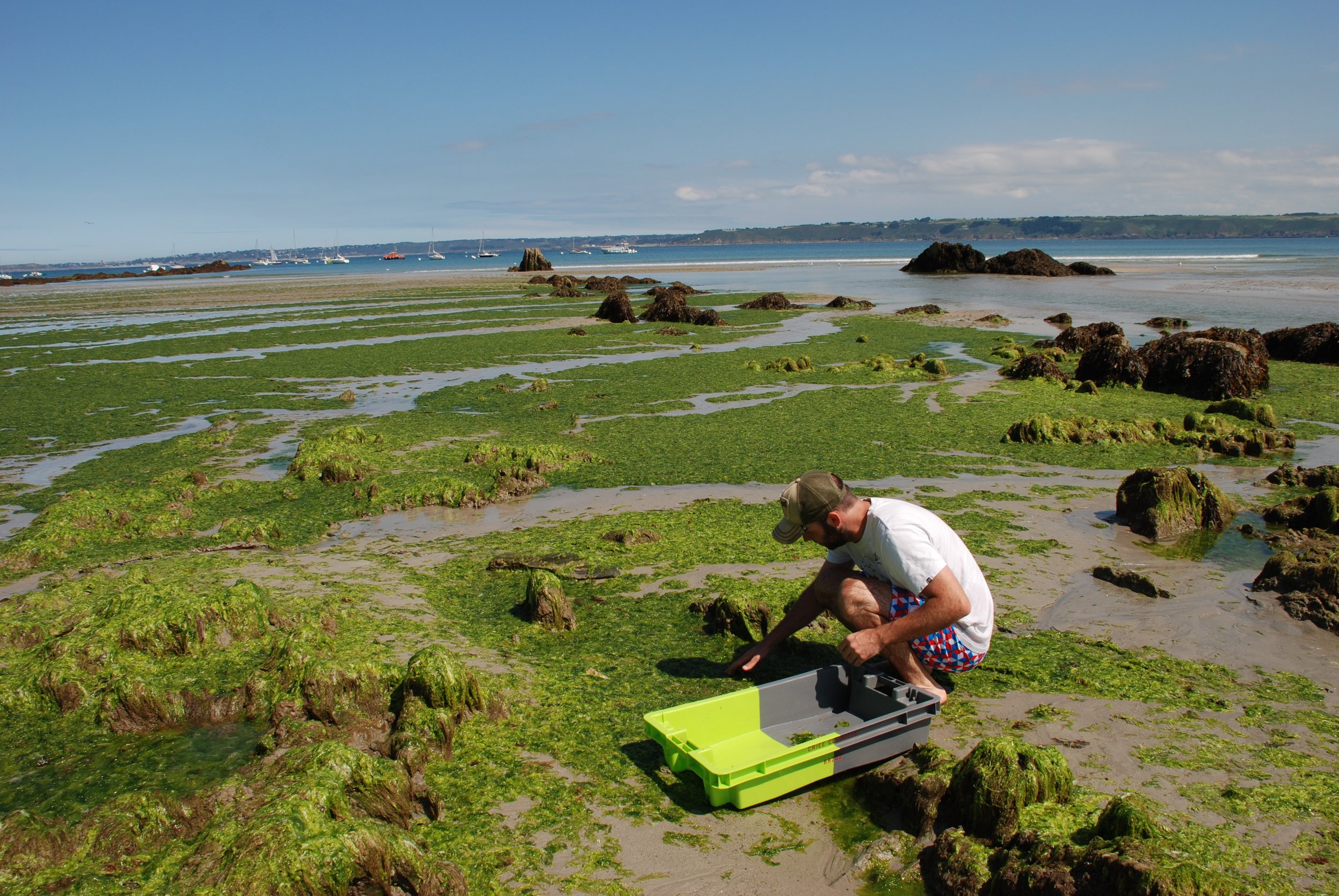 The Algae Paper