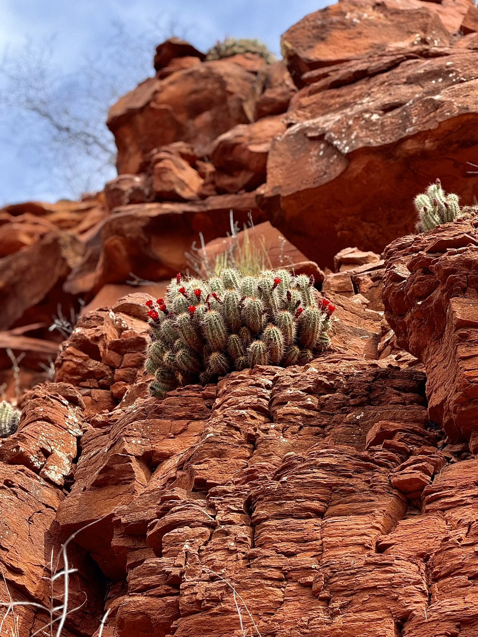 There are moments when watching your step matters, but if you never look up, you may miss what’s waiting for you.

Beautiful blooming Cacti, upper canyon wall - Sedona, AZ - April 