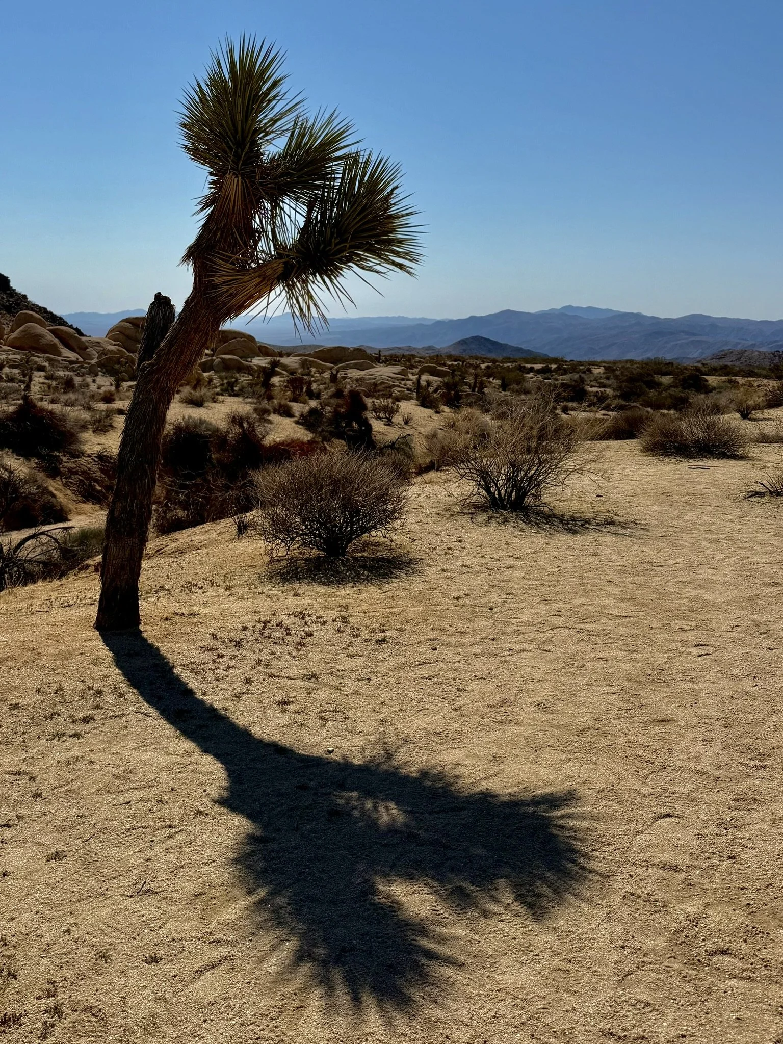 JTNP Desert Heart Shadow - April