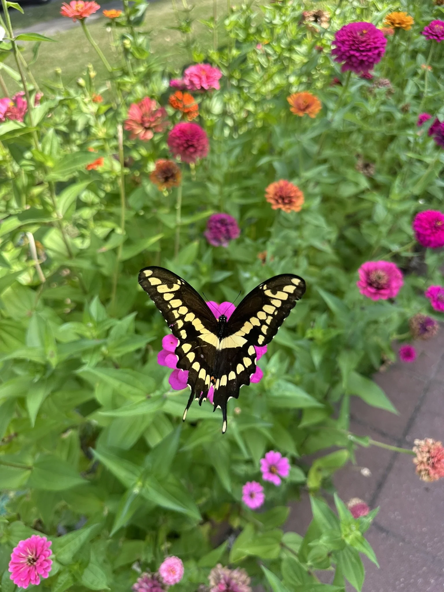 A beautiful butterfly in my grandma's garden the day my aunt passed away.