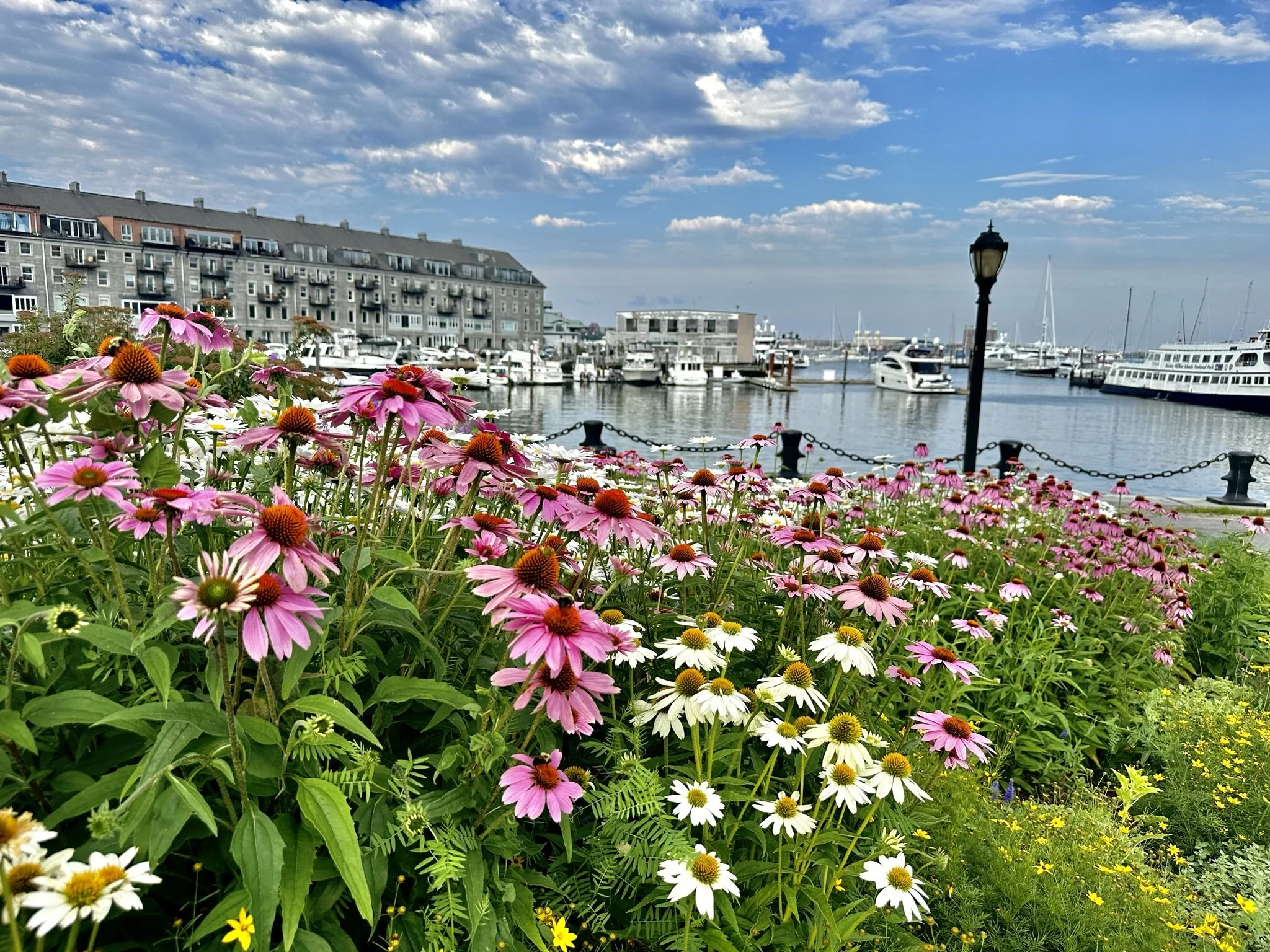 Boston Harbor in June
