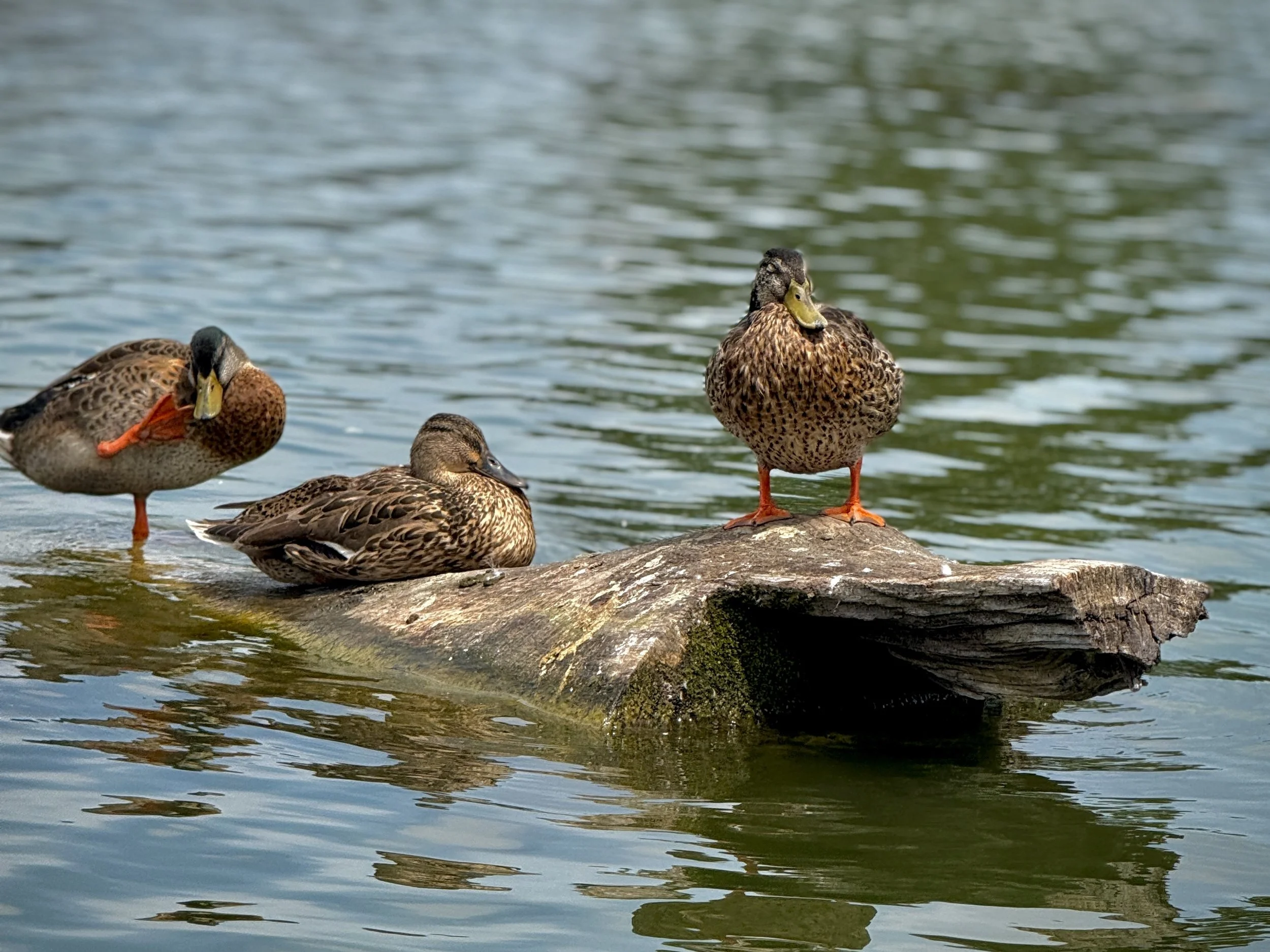 Ducks in Columbia Park, Indiana 