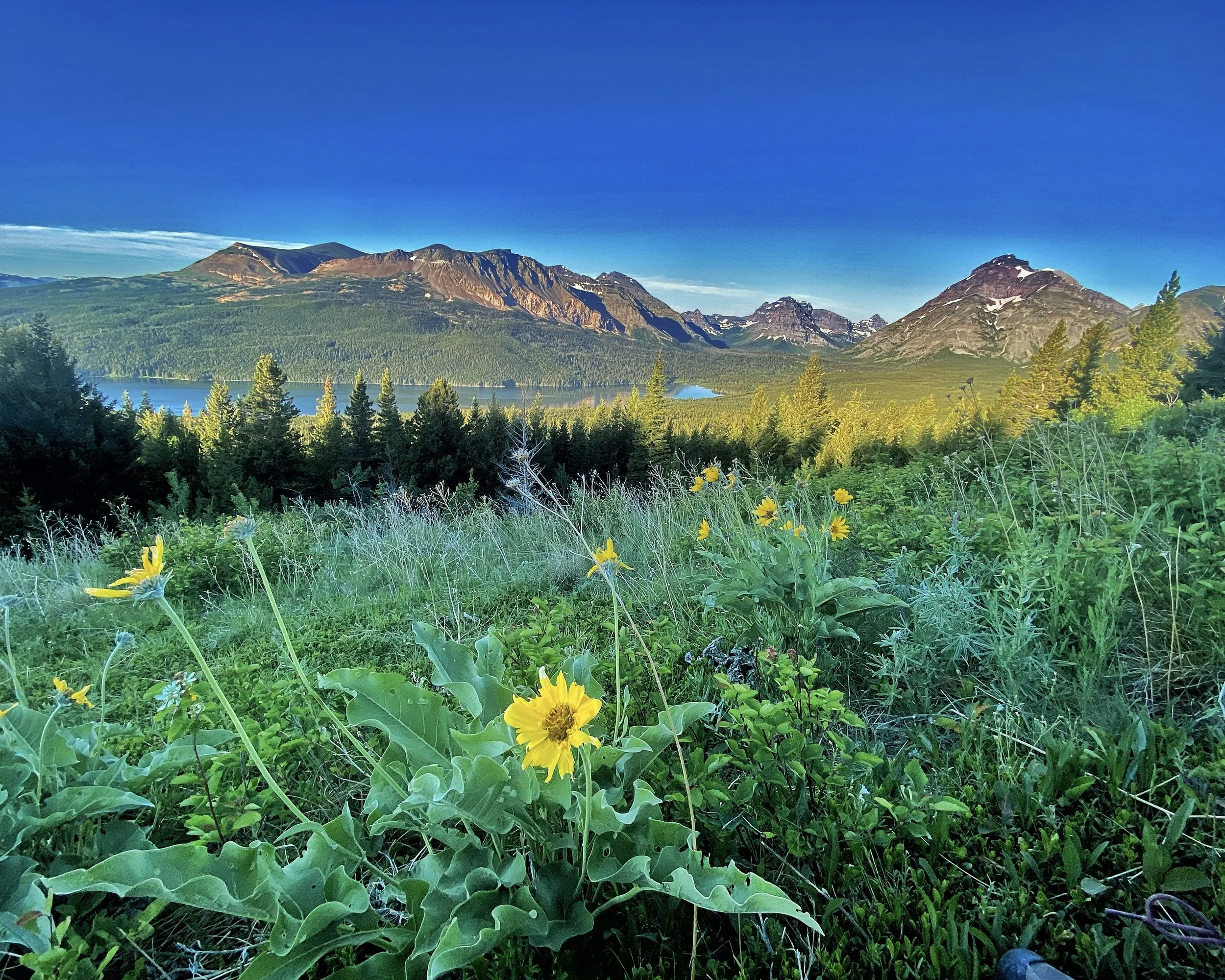 One of the views that is forever stamped into my brain, I could have sat here for hours. 

Montana, early morning - June