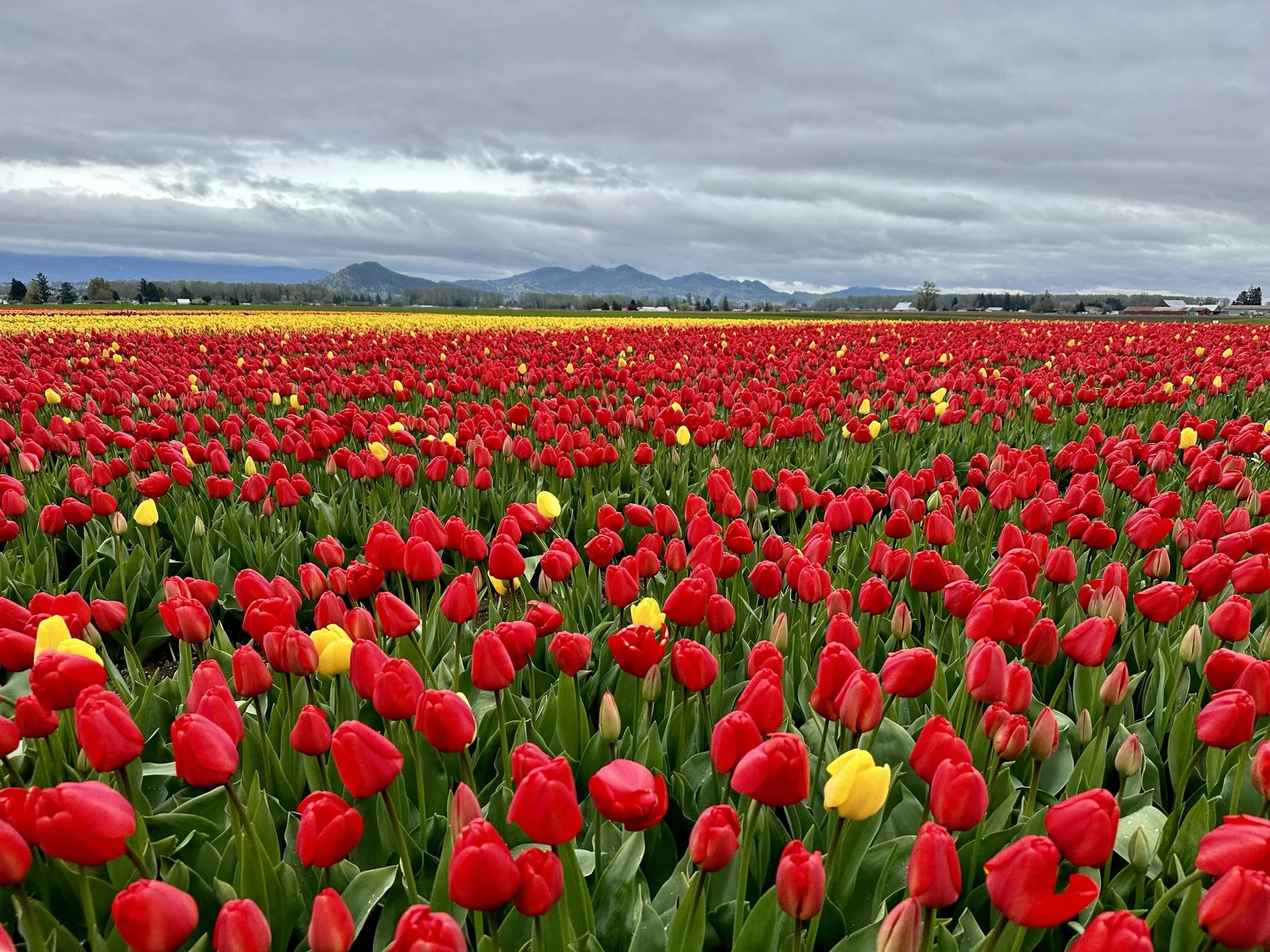 April Tulips in Mt. Vernon, WA