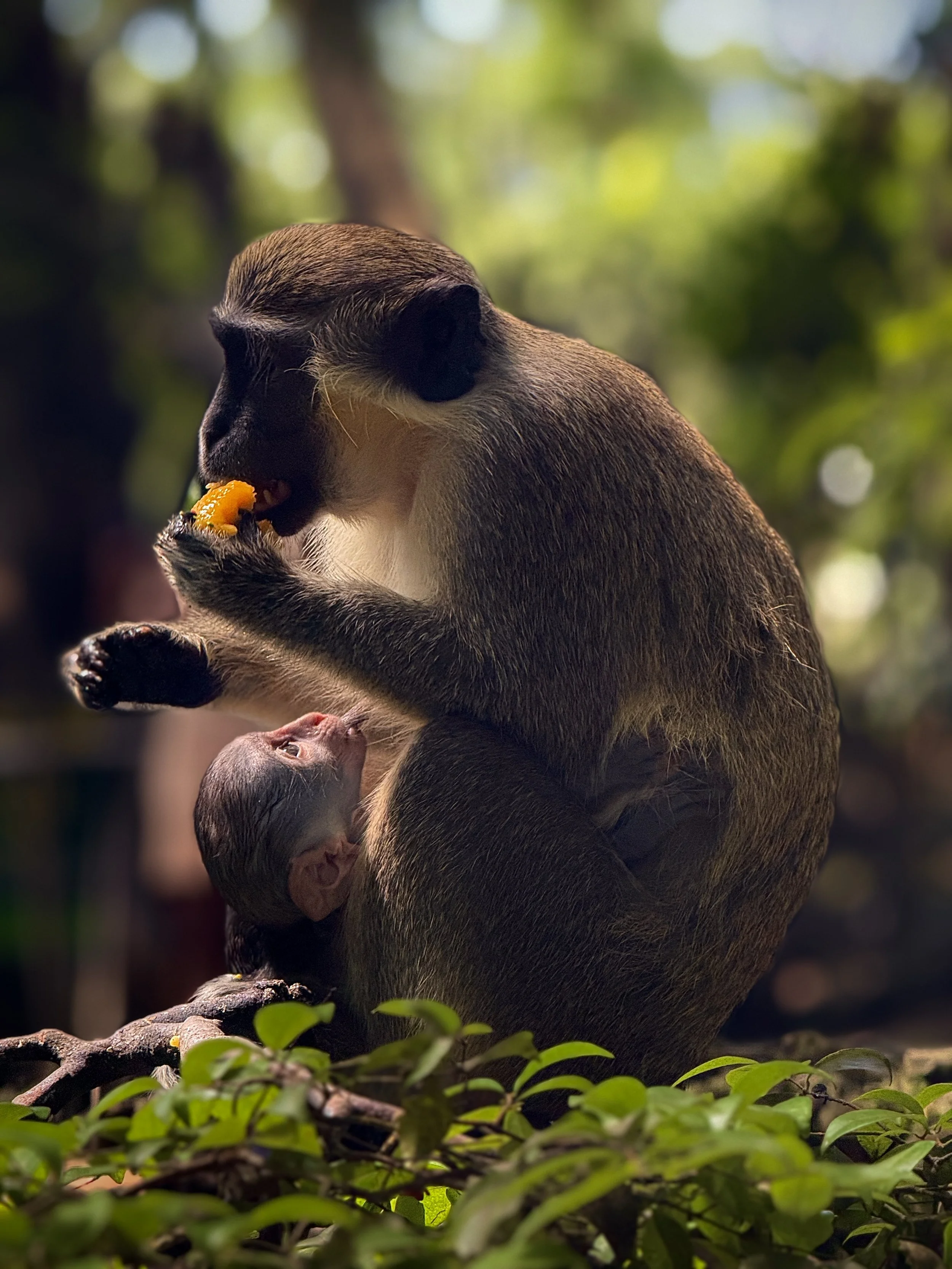 Green Monkey in Barbados: A mama and her baby eating