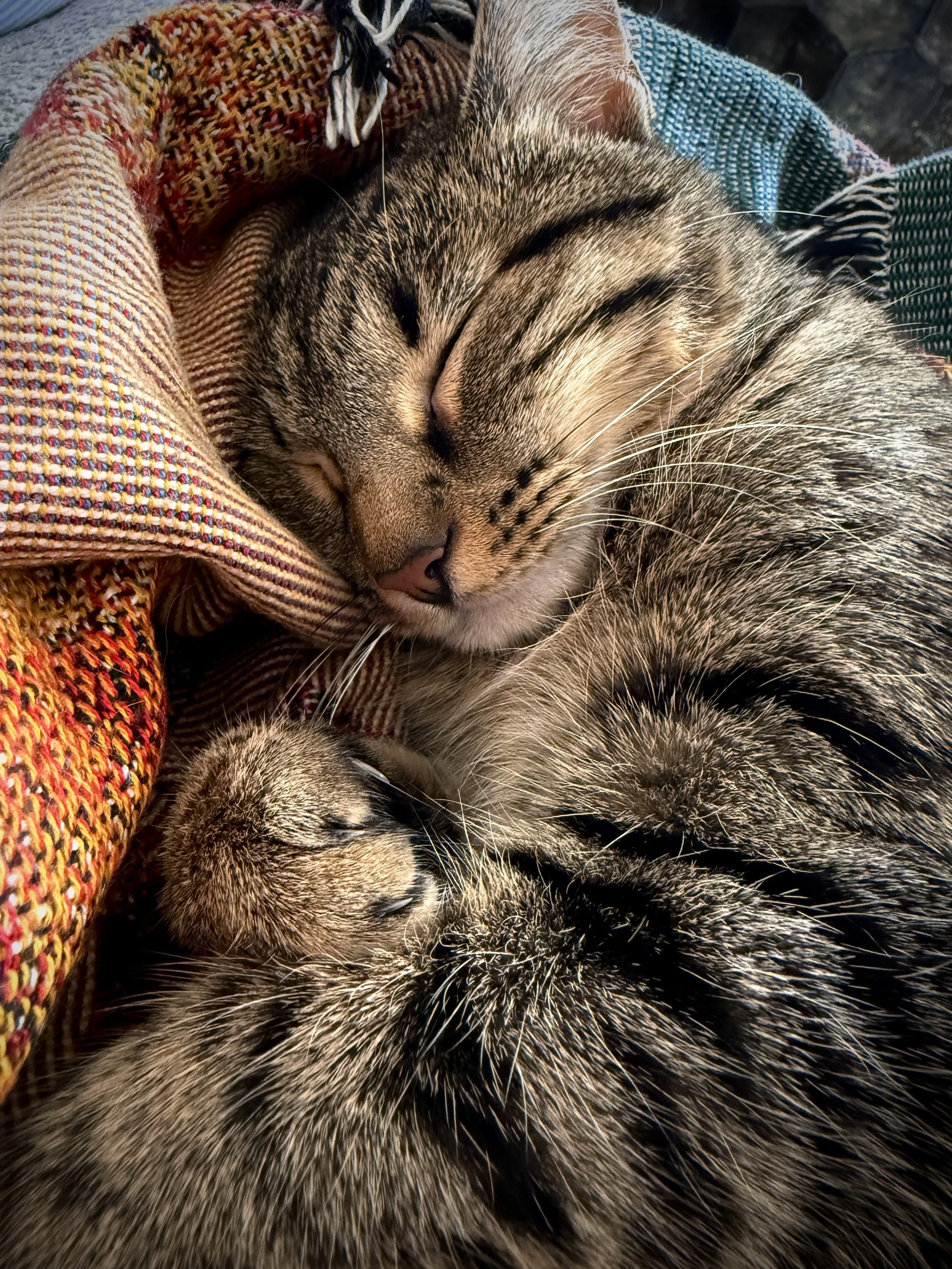 My JunieB, Juniper, sweet bb kitty girl. 