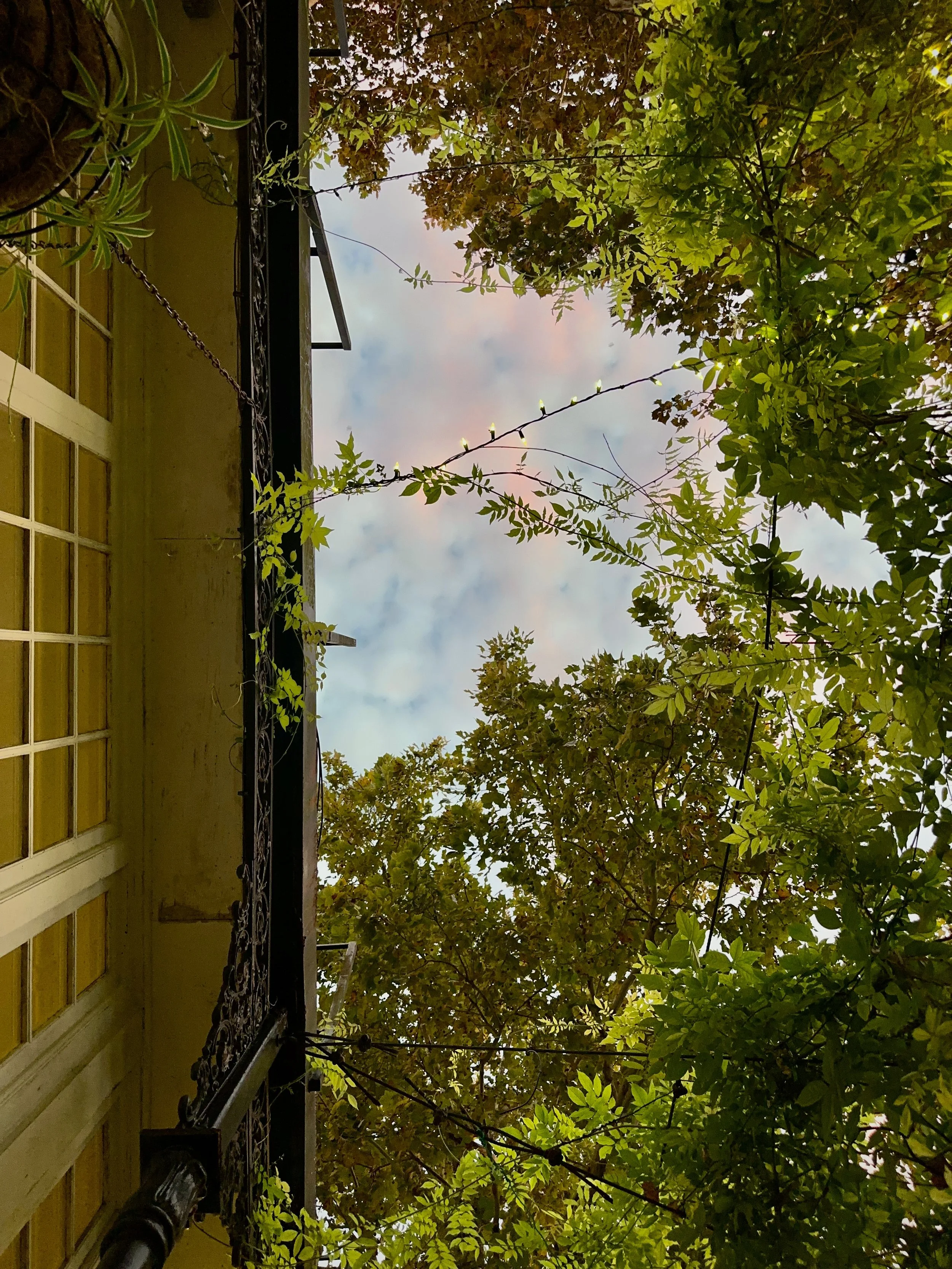 Garden Views at Sunset, Court of Two Sisters - NOLA - I still dream of the rice that came with my duck.