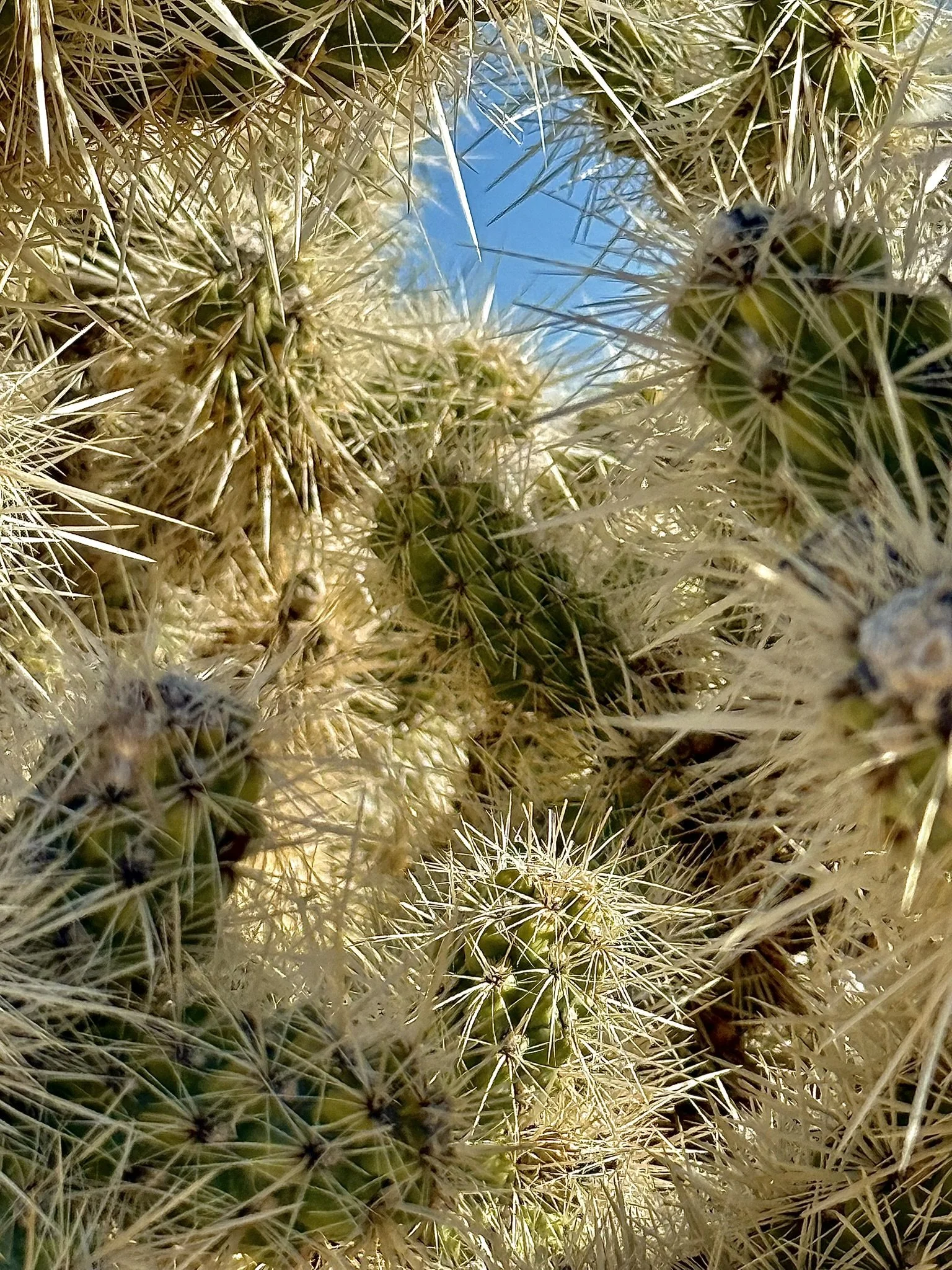 Palm Springs - March