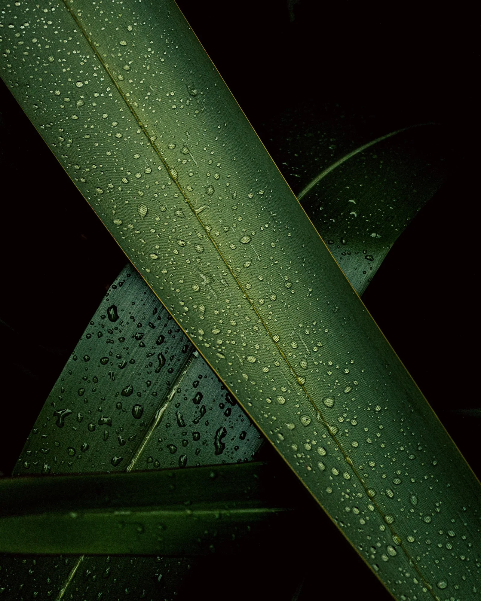 NZ_RAW_0706 copy.jpg
