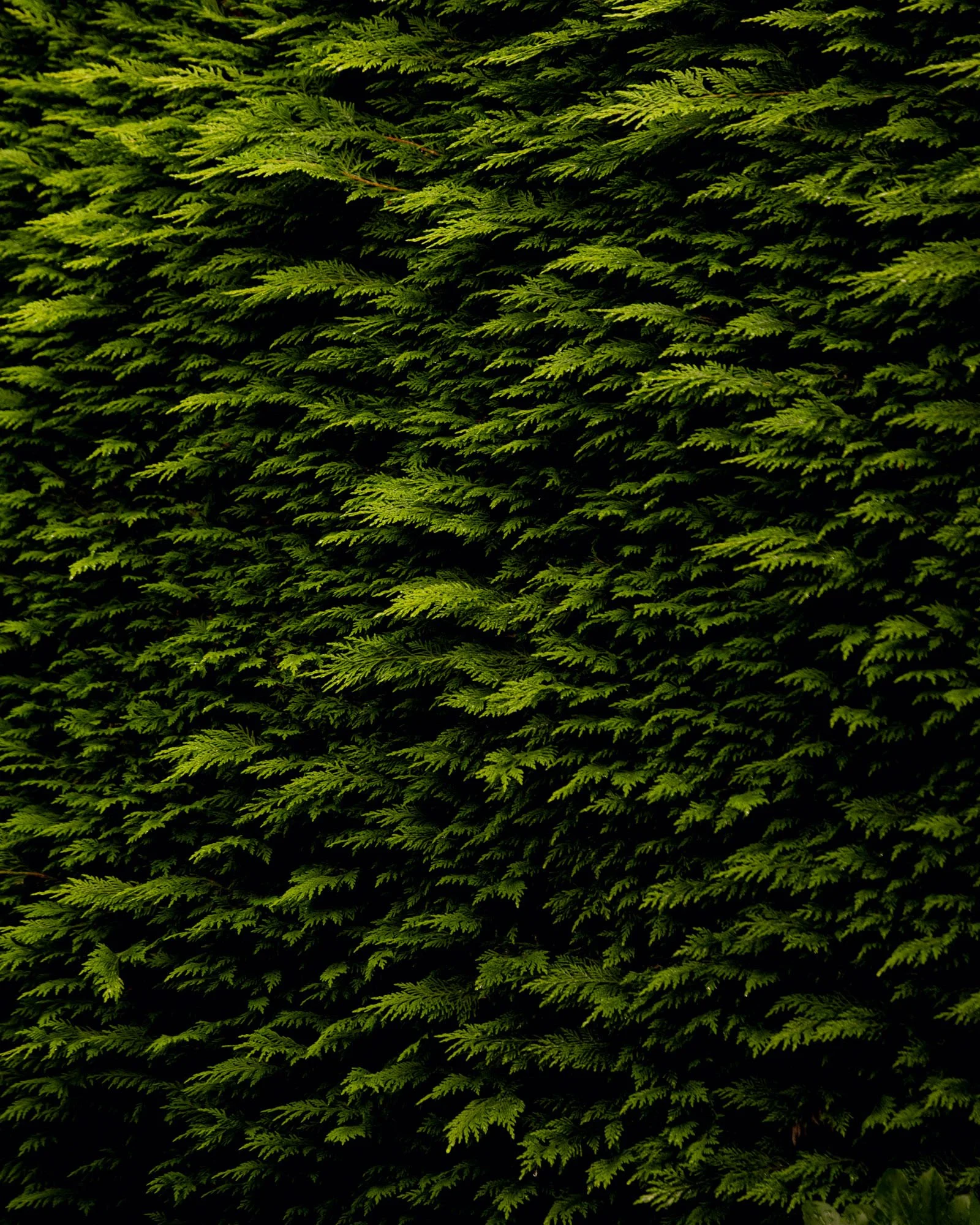 NZ_RAW_1376 copy.jpg