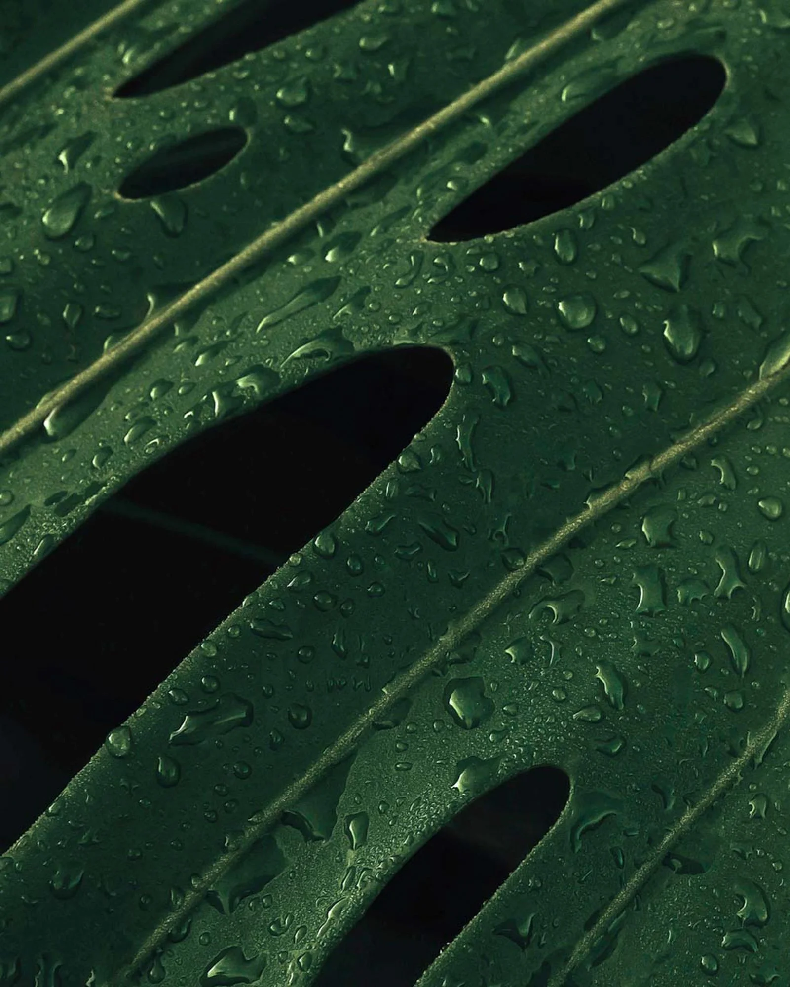 TEXTURE 1.jpg