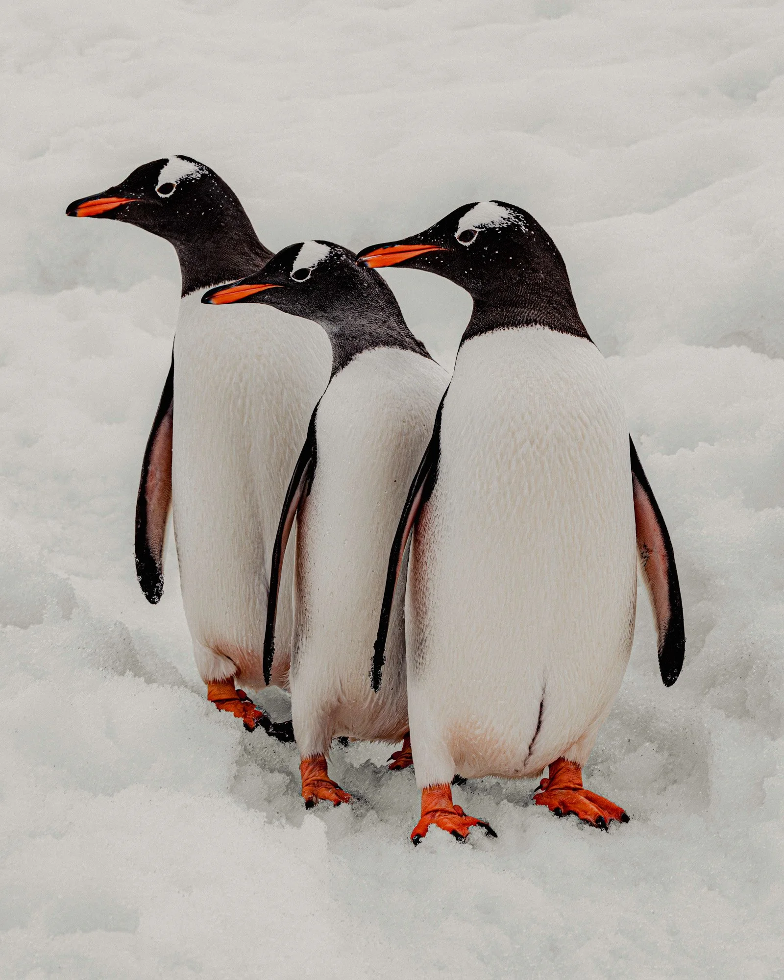 PENGUIN23-Enhanced-NR copy4FORA.jpg