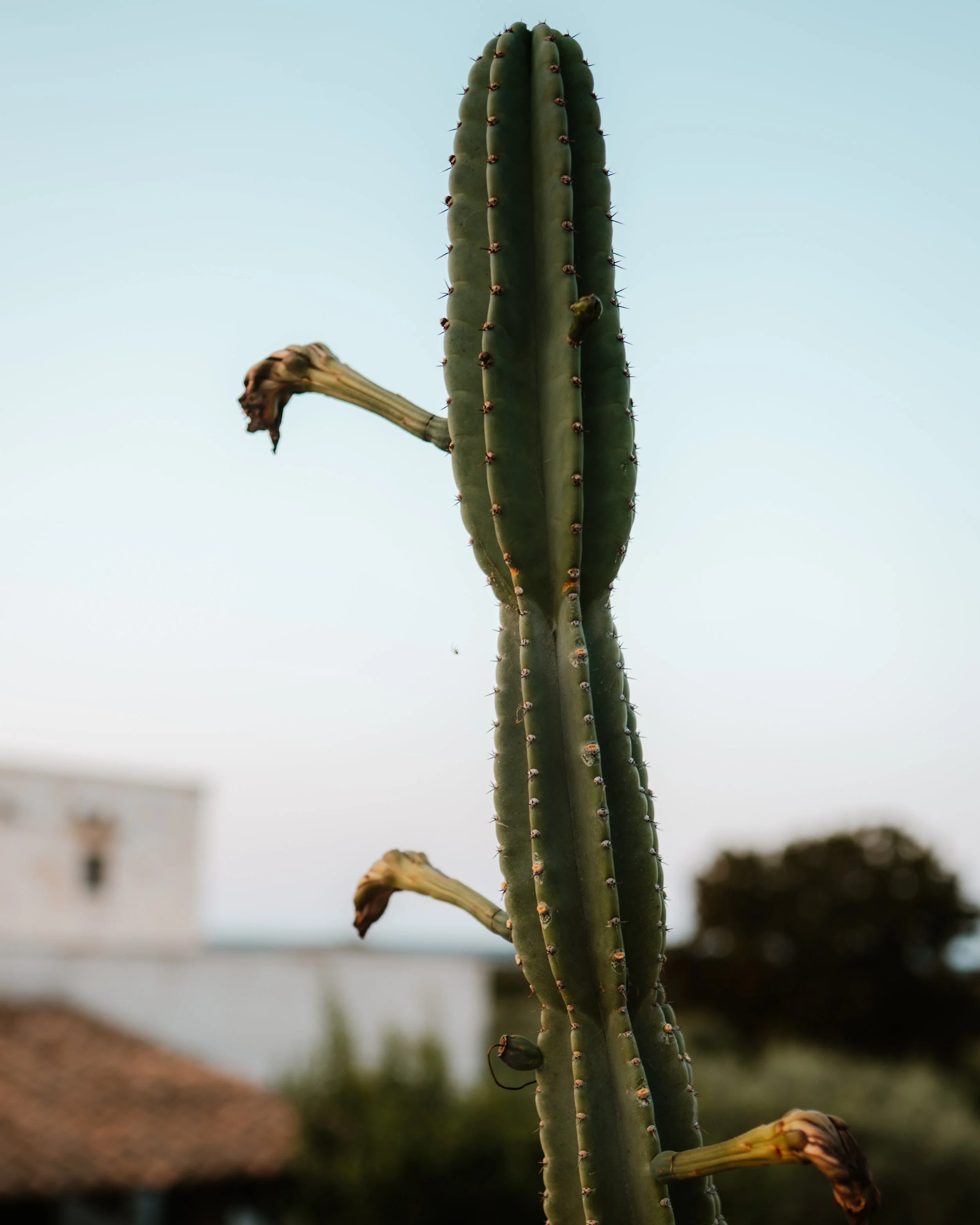 Cactus awakening.jpg