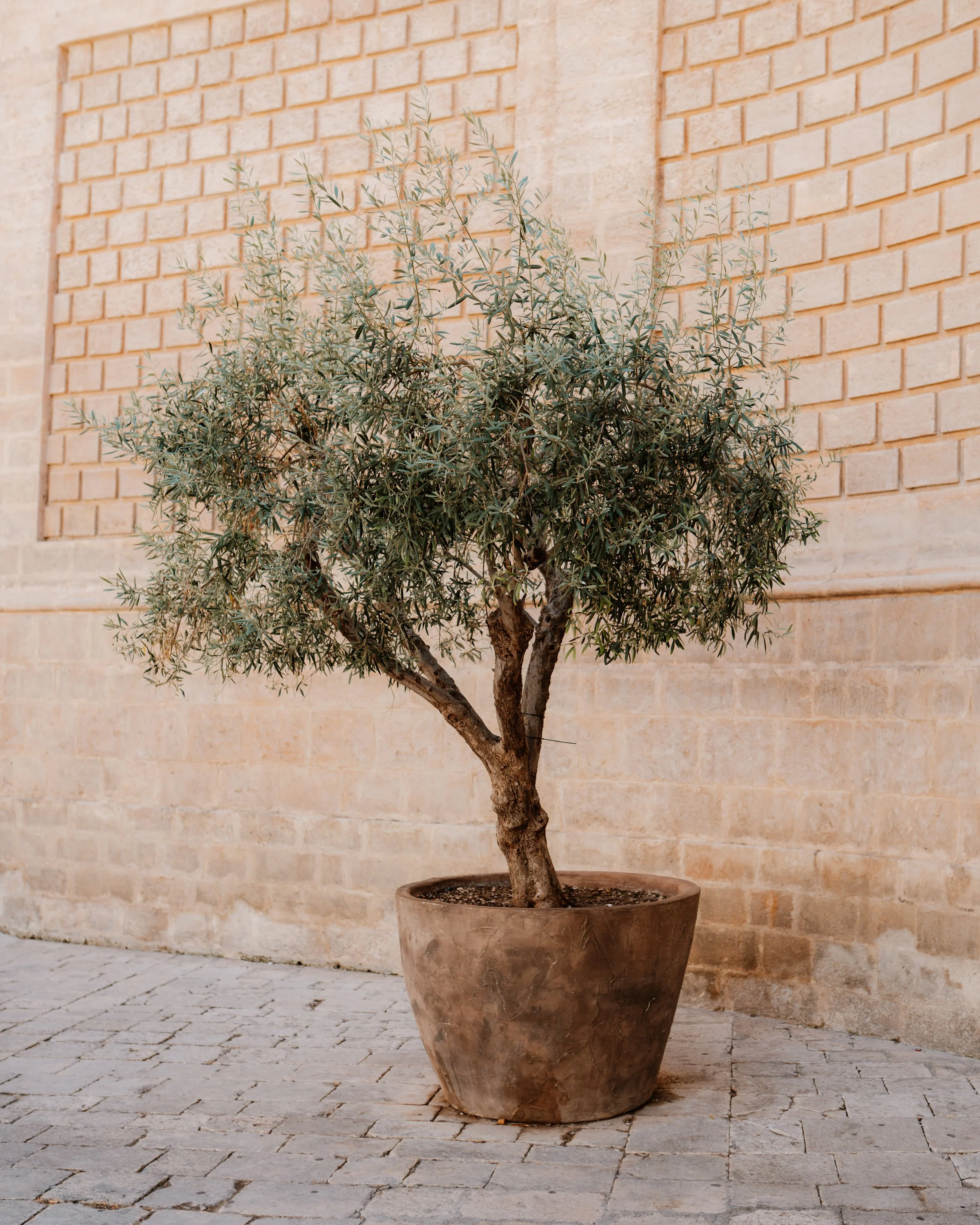 Puglia beautifull olive tree.jpg