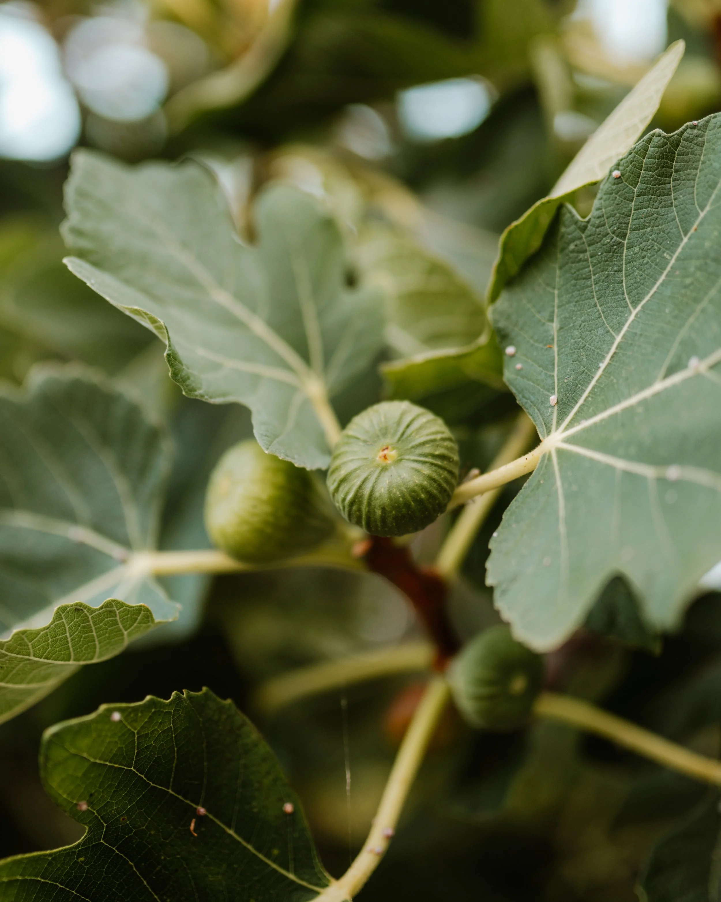Puglia figs.jpg