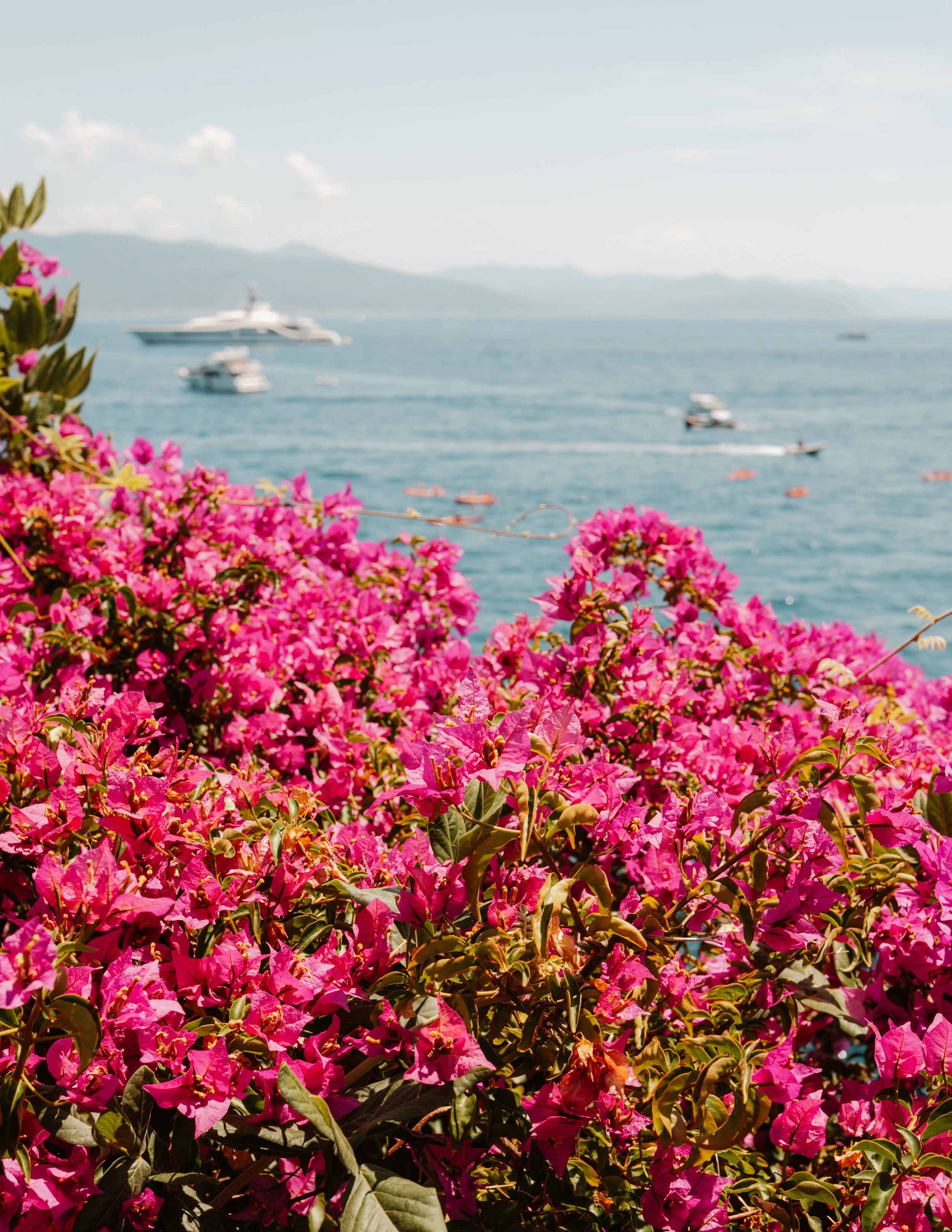 Cinque Terre flowers.jpg
