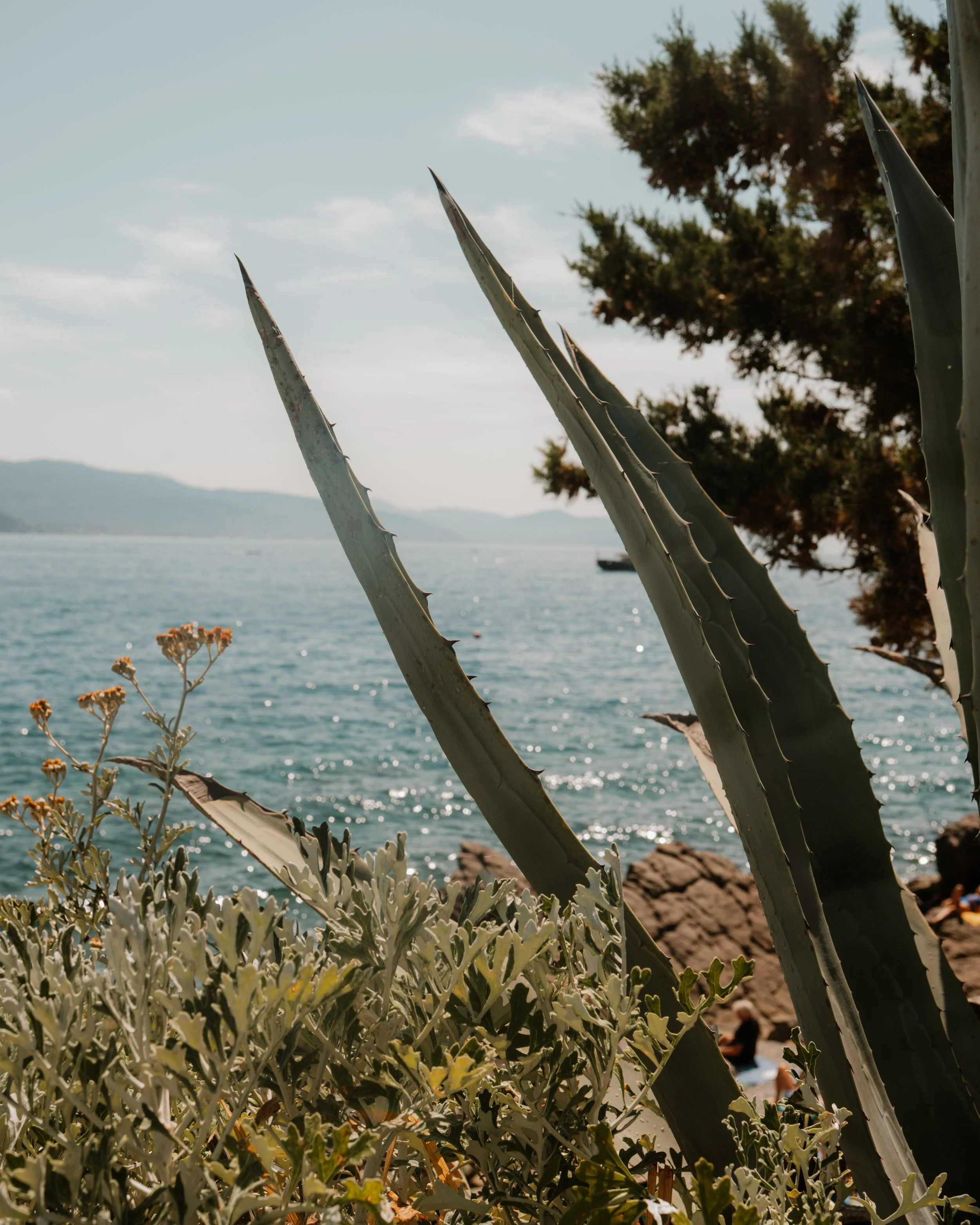 Cinque Terre sea nad cactus.jpg