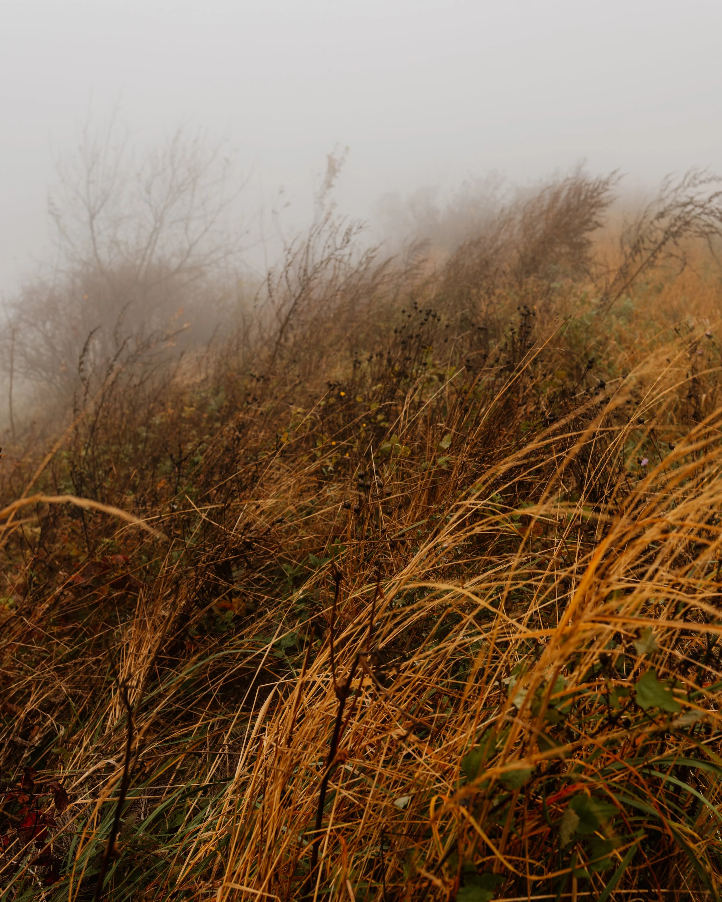 Planina in autumn rain.jpg