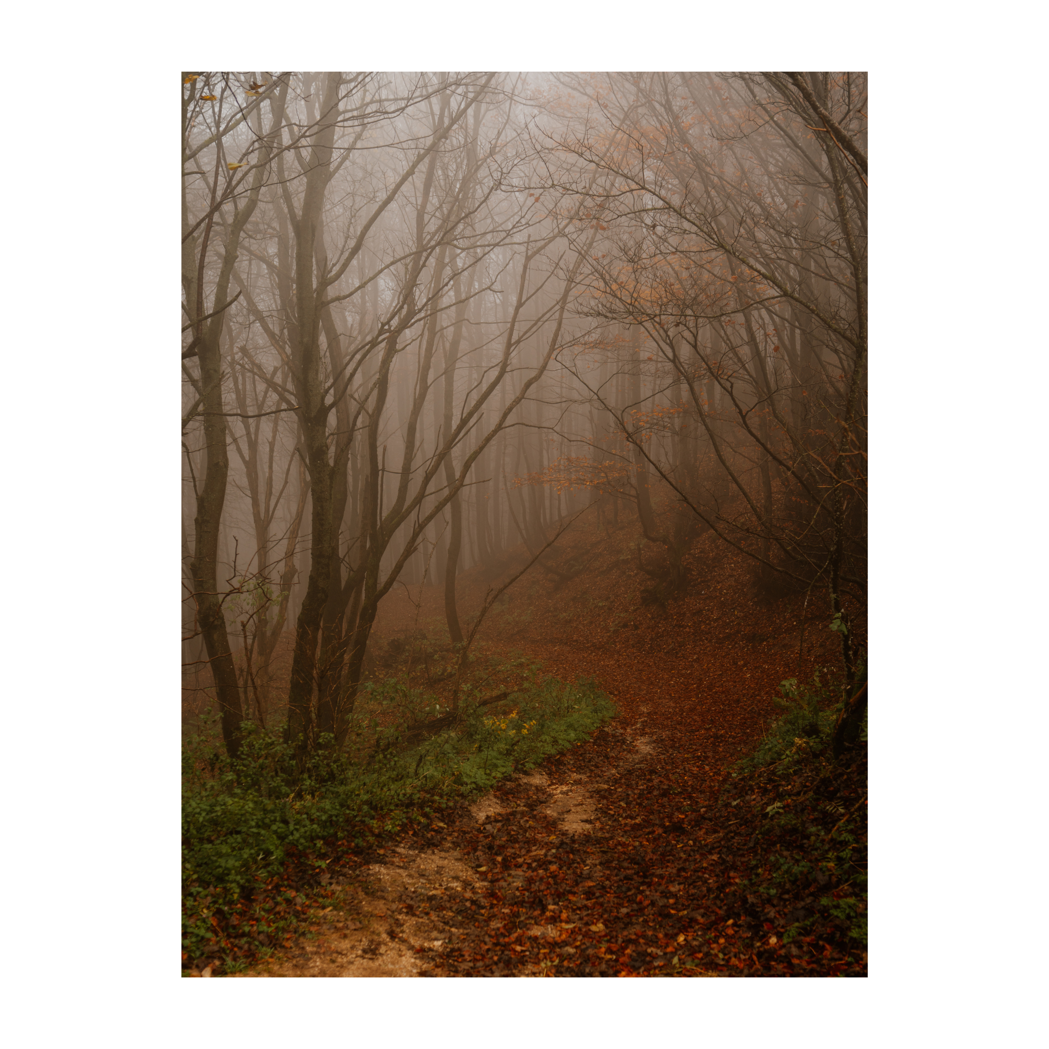 Forest Path