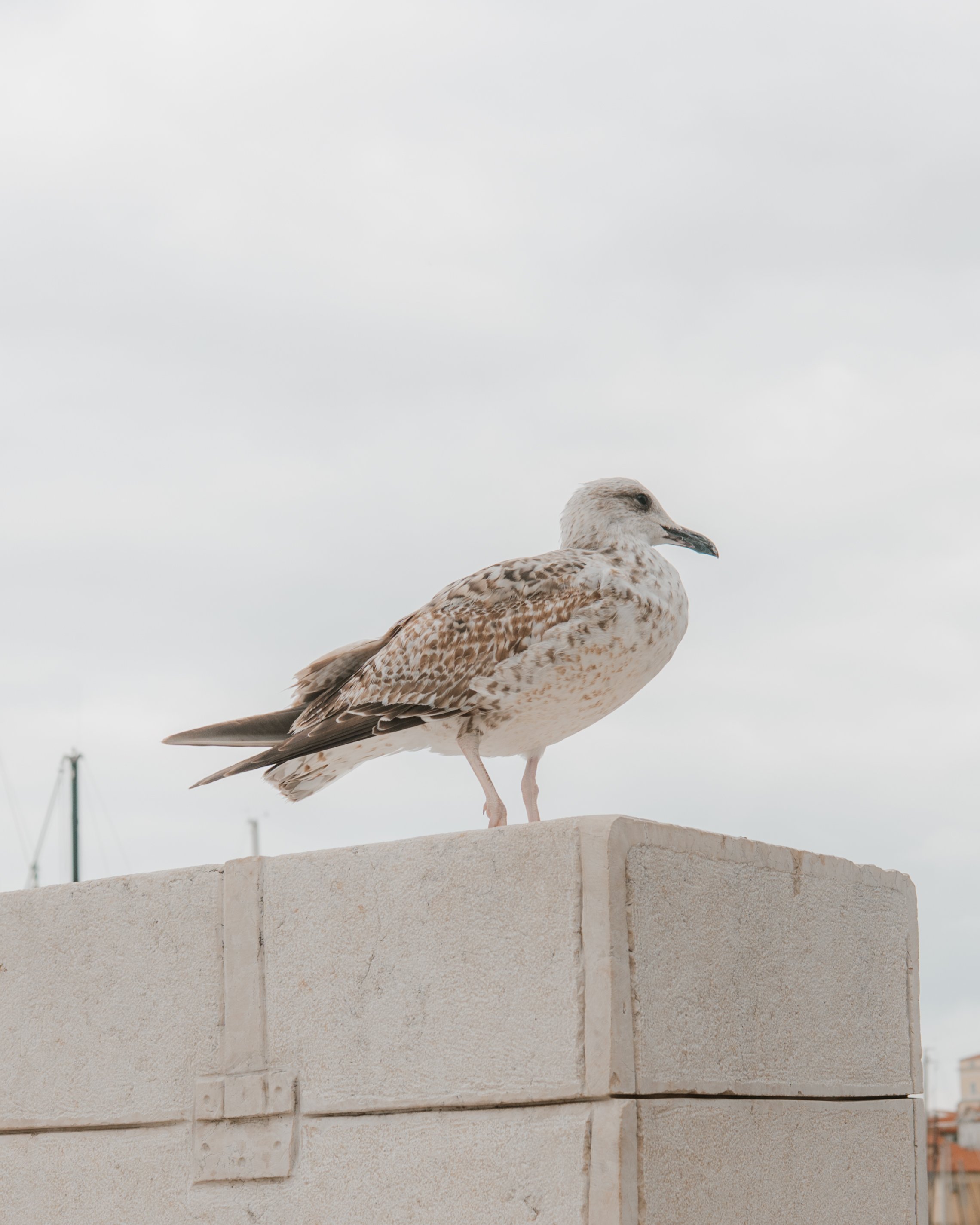 Piran seagull.jpg