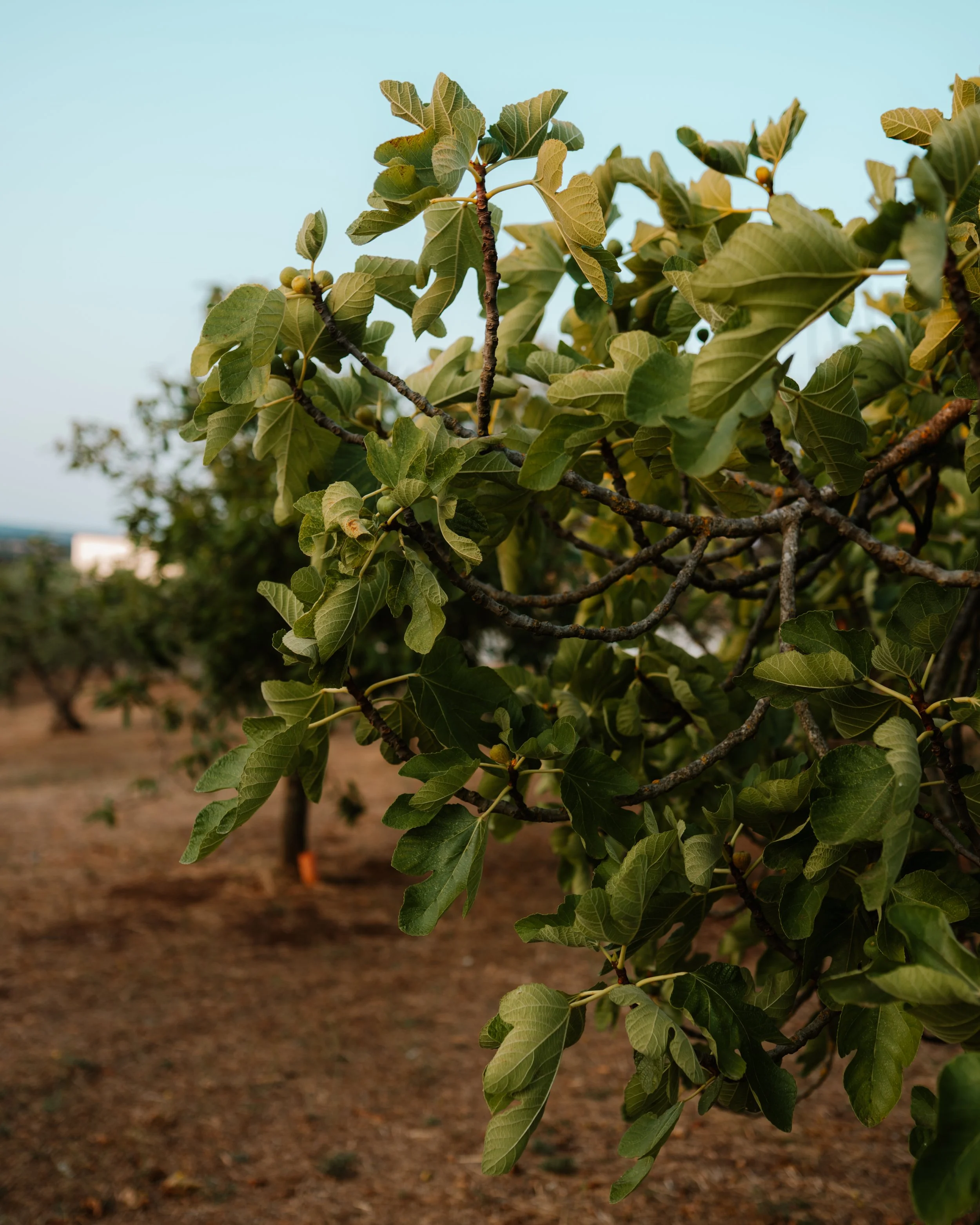 Puglia trees.jpg
