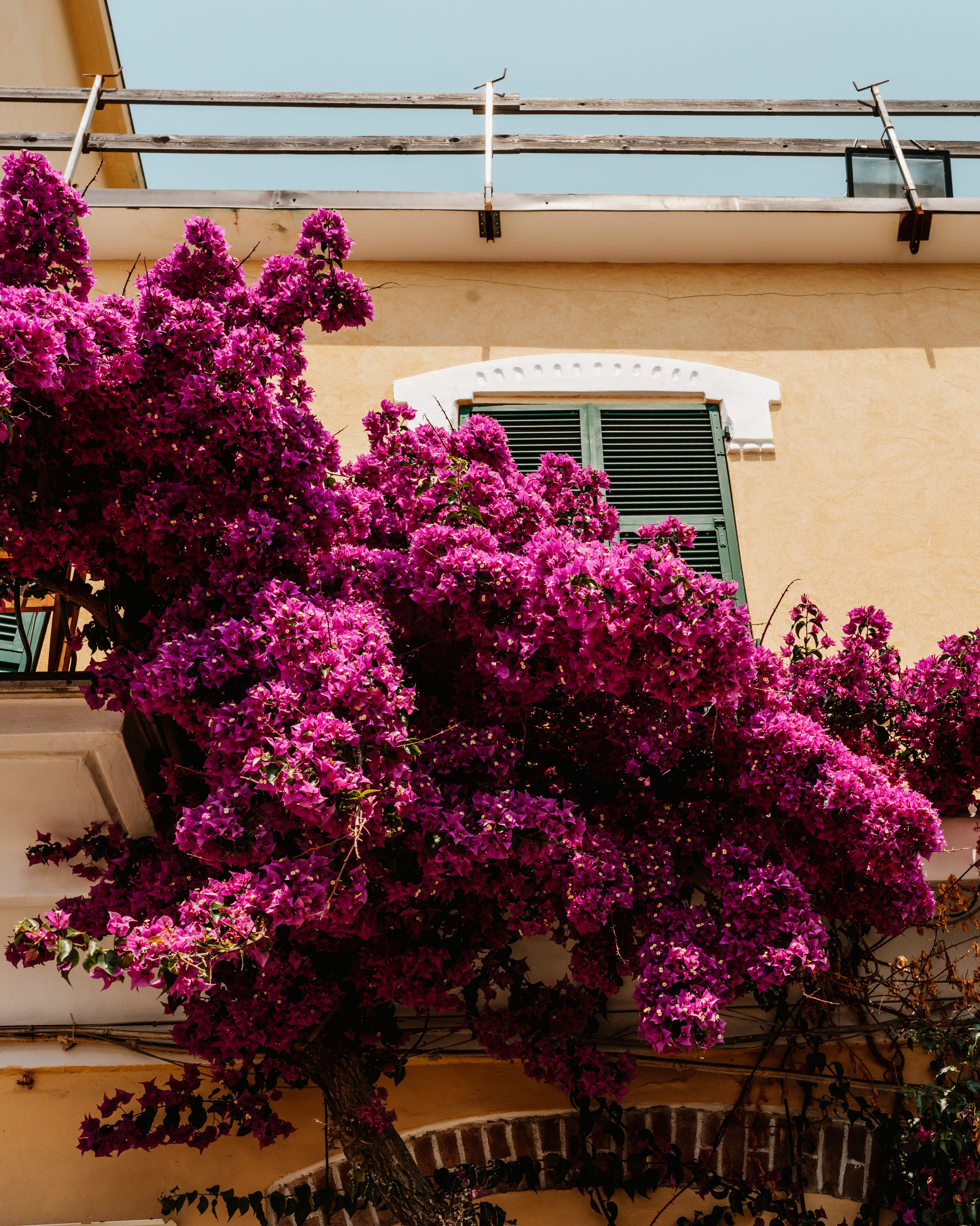 Cinque terre flwer bush.jpg