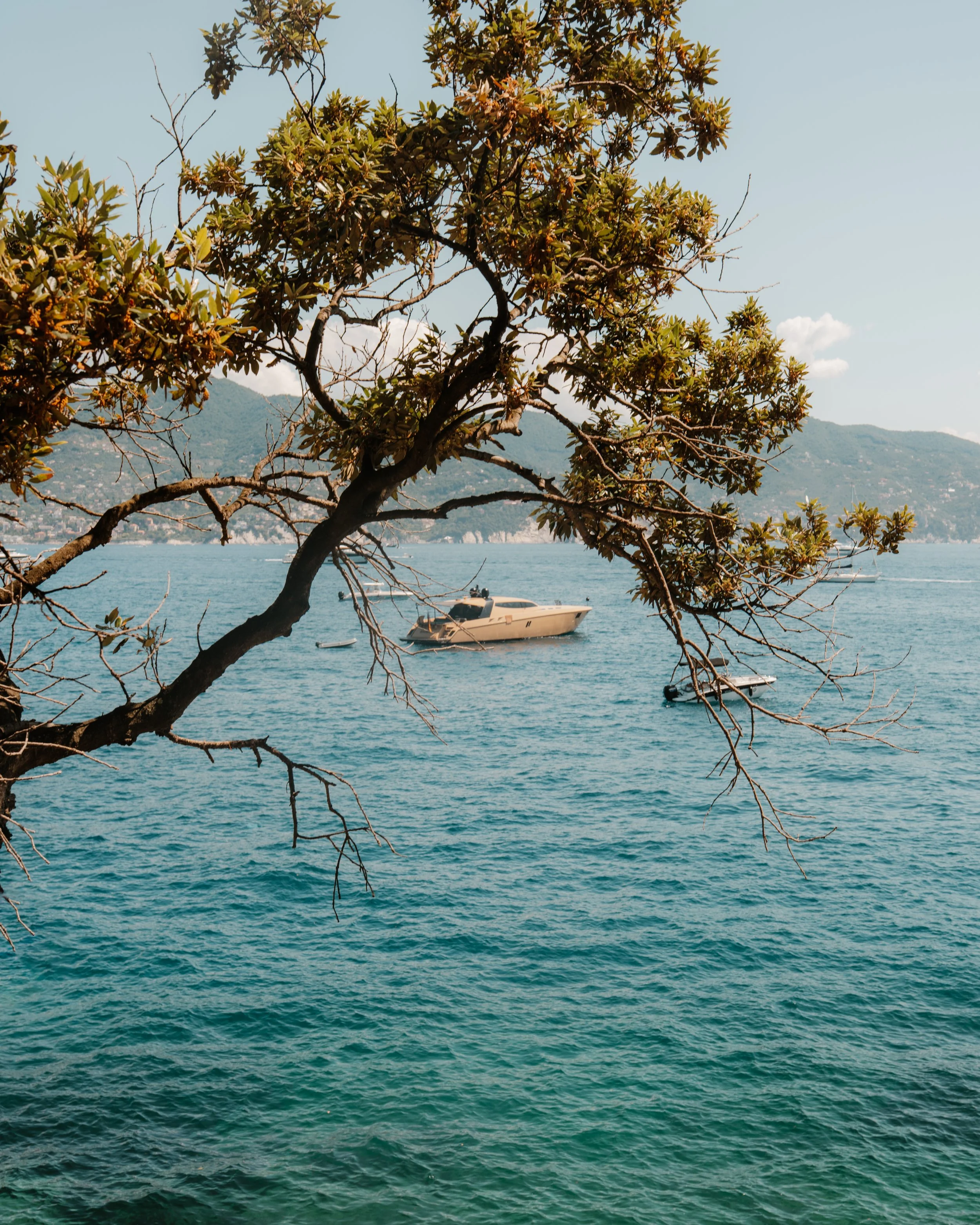 Cinque Terre sea and tree.jpg