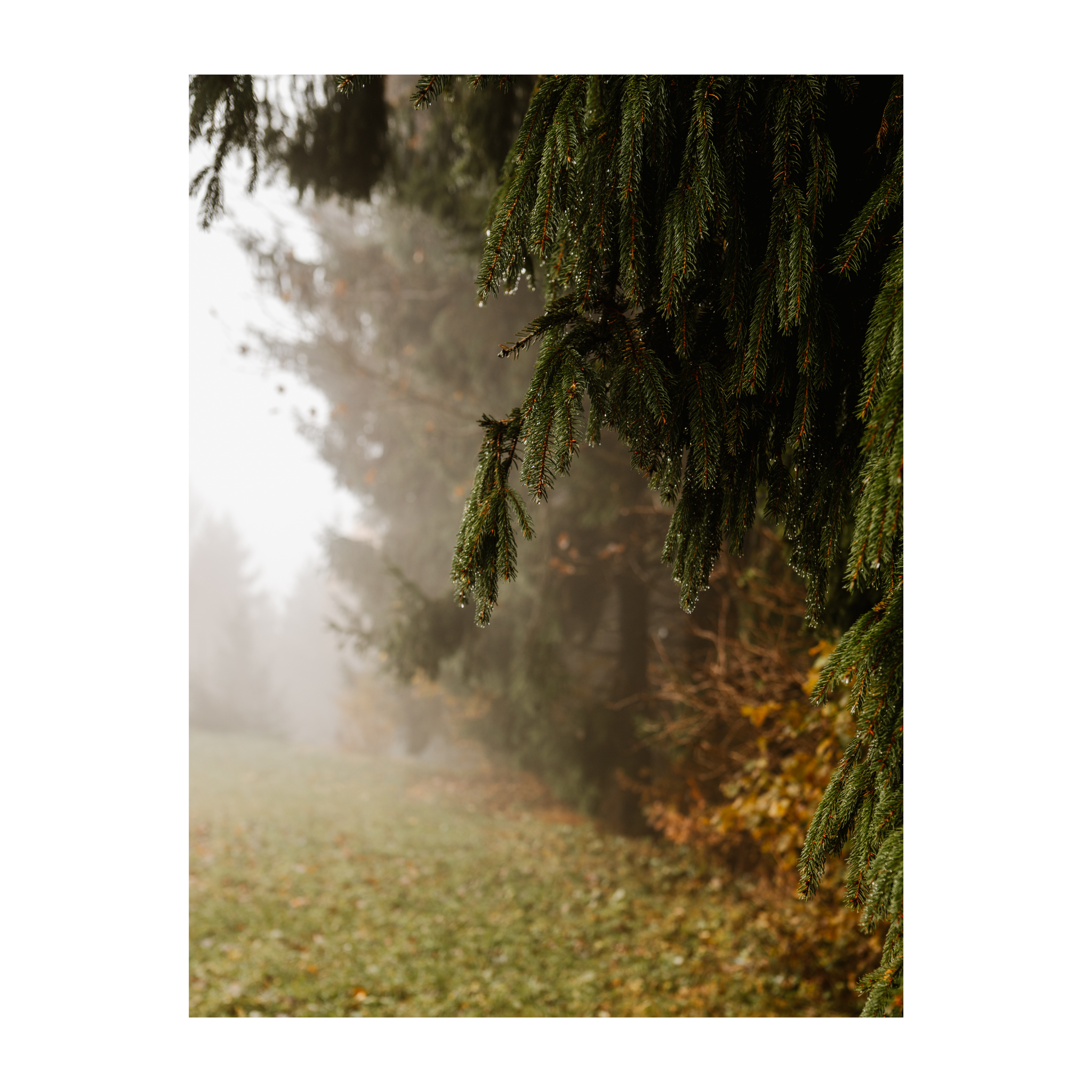 Evergreen Edge