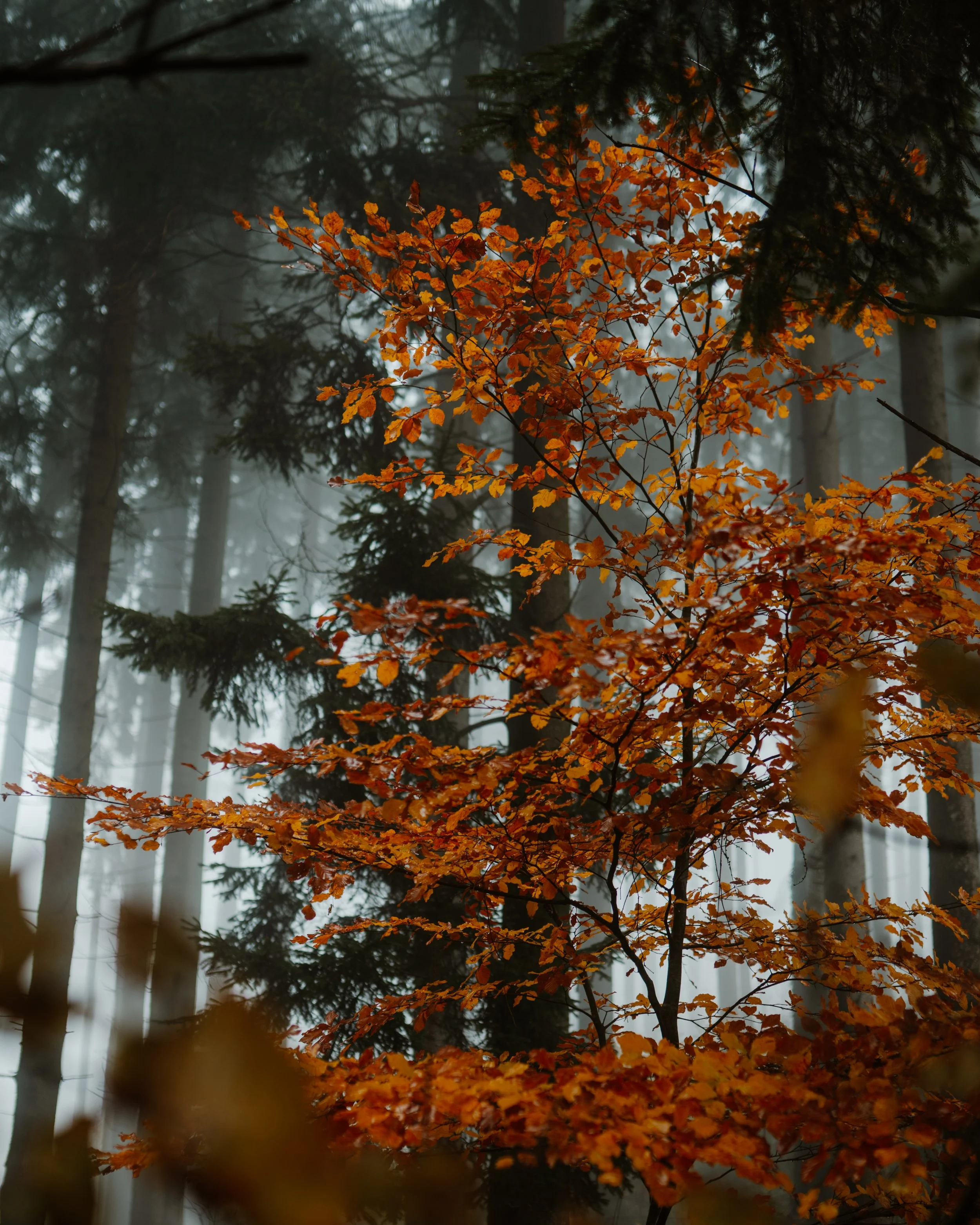 Planina forest colours.jpg