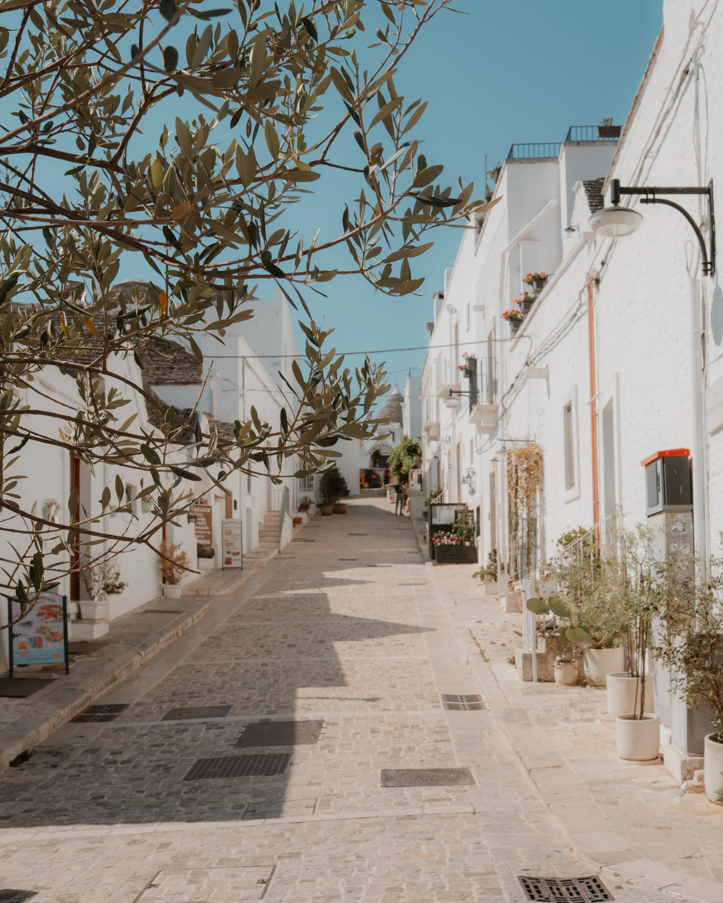 Alberobello olive tree.jpg