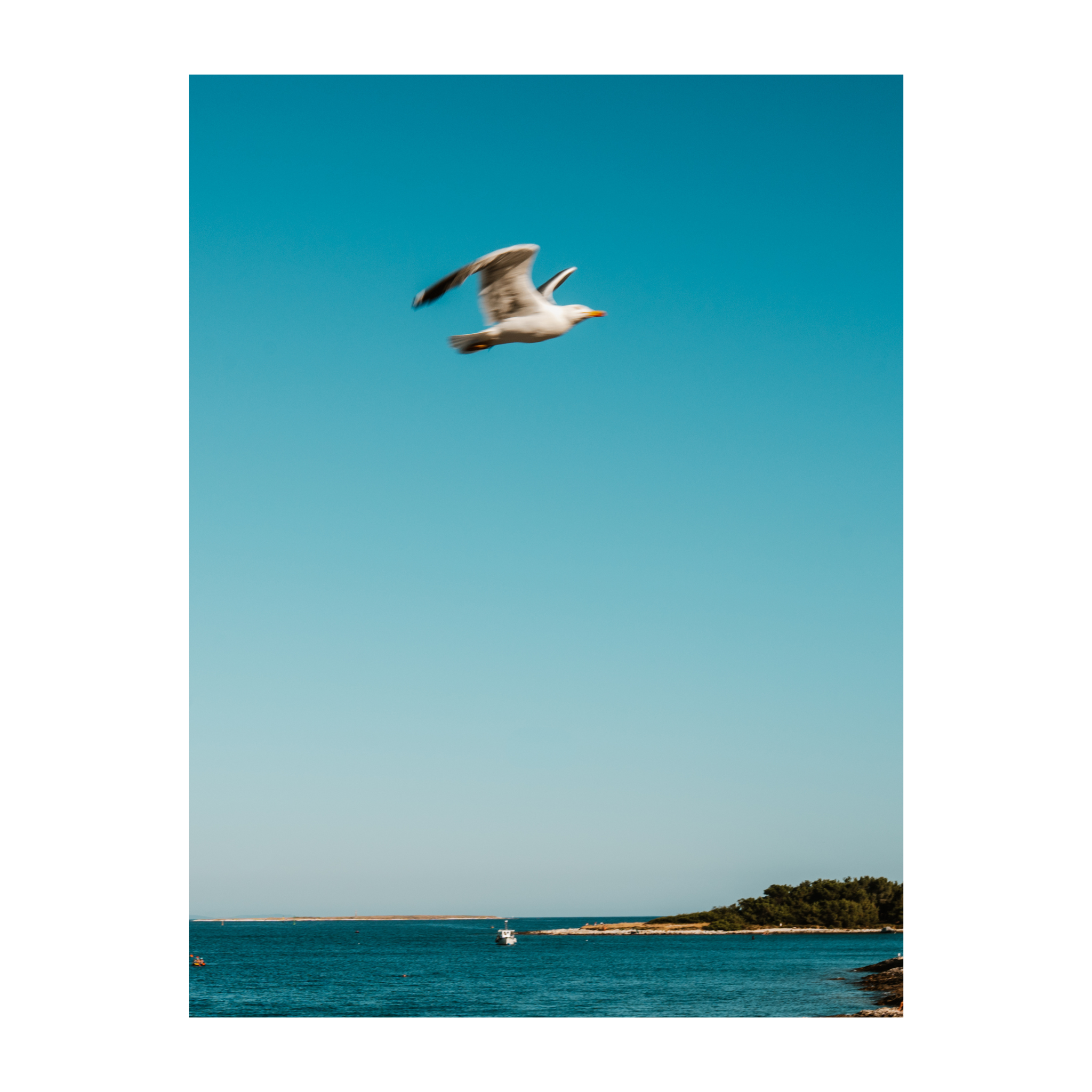 Seagull