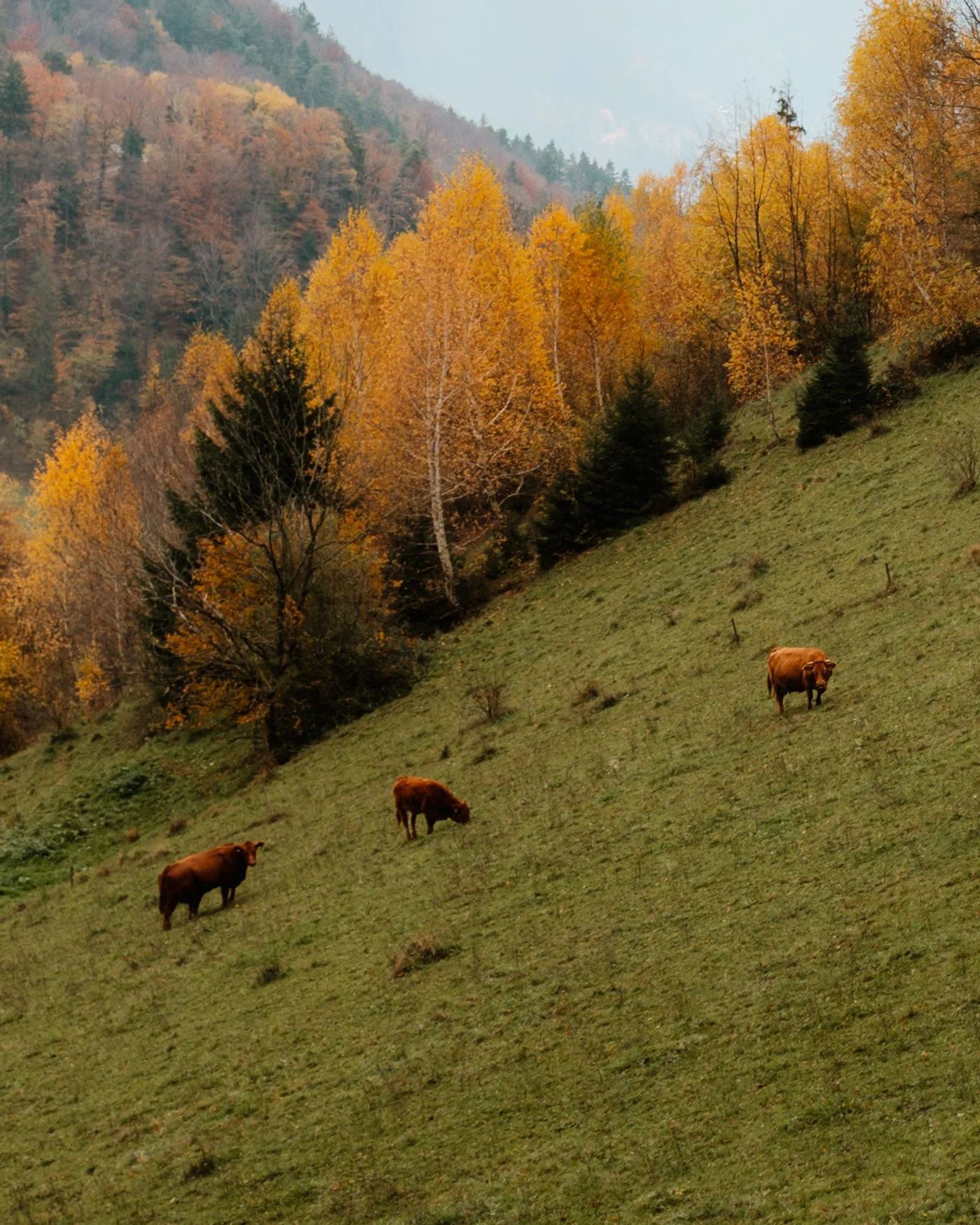 Planina road view.jpg