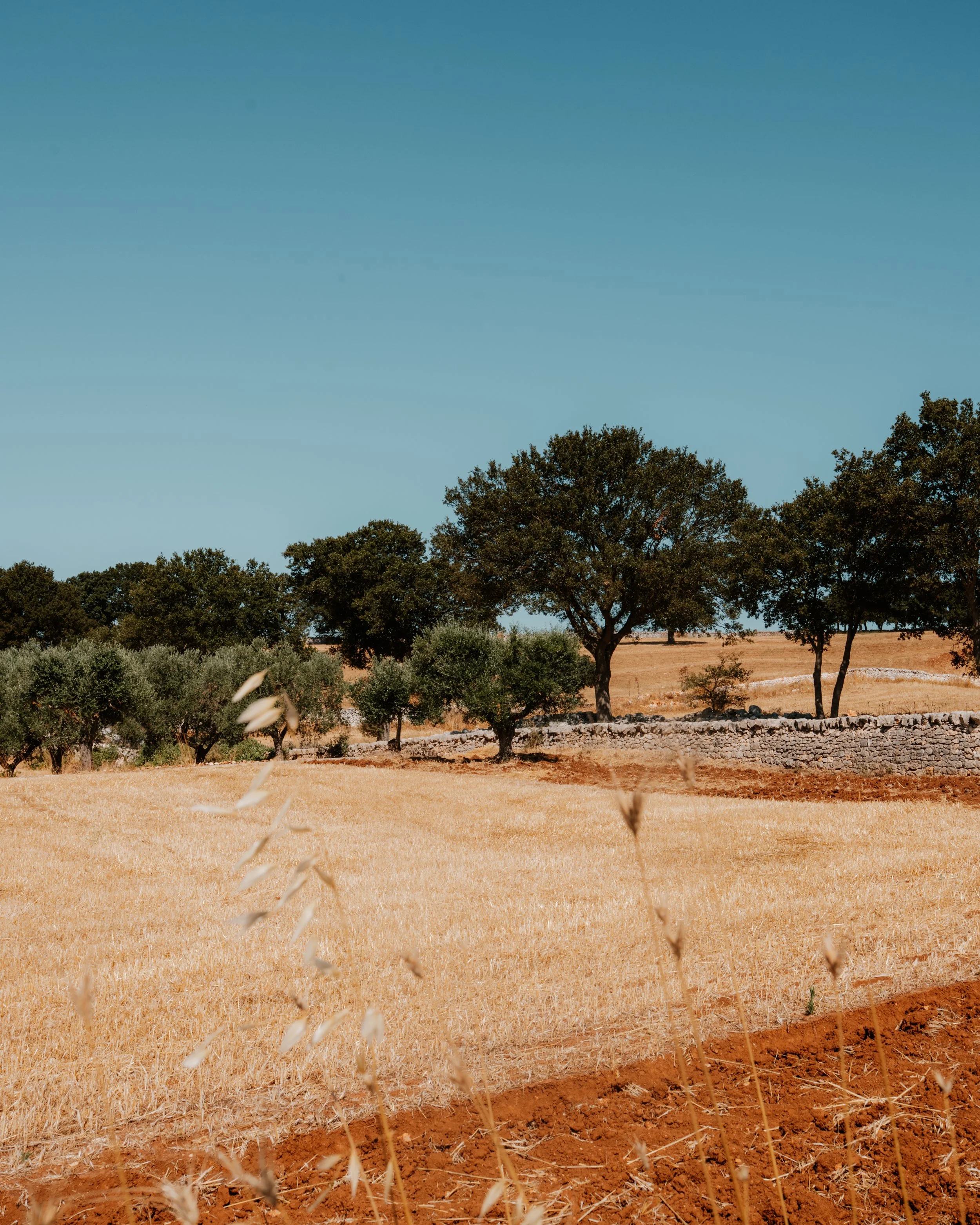 Puglia landscape.jpg