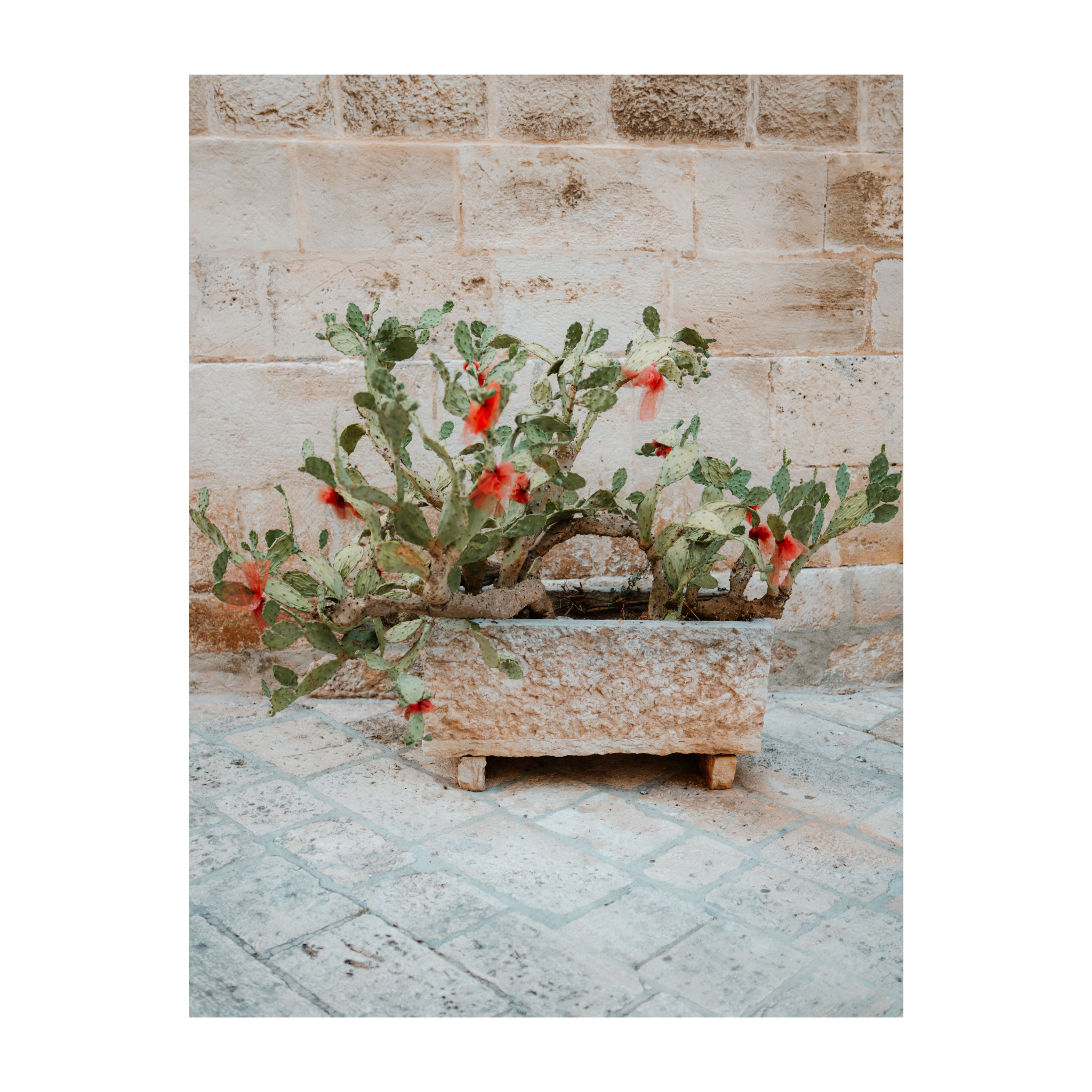 Still Life with Cactus