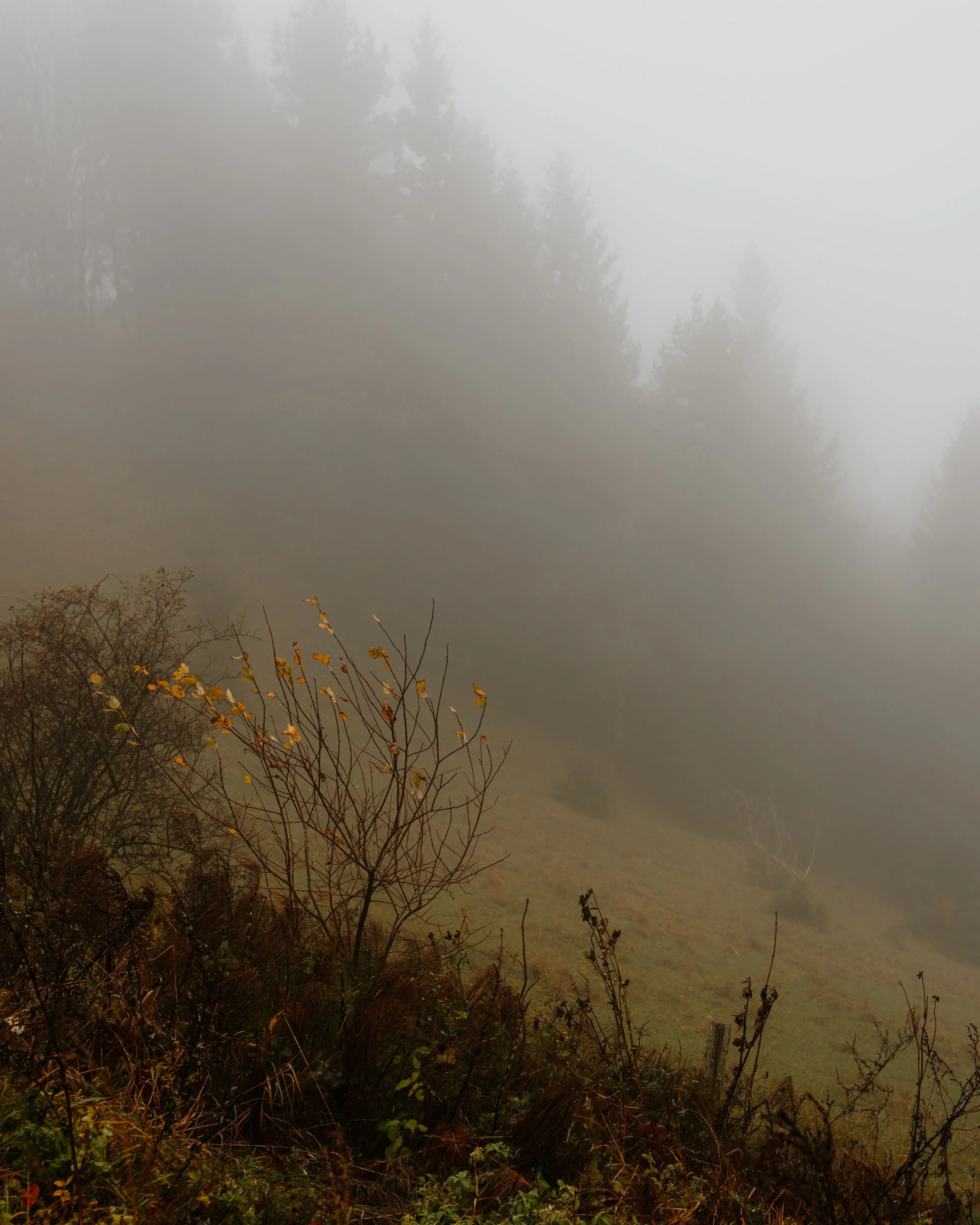 Planina autumn fog.jpg