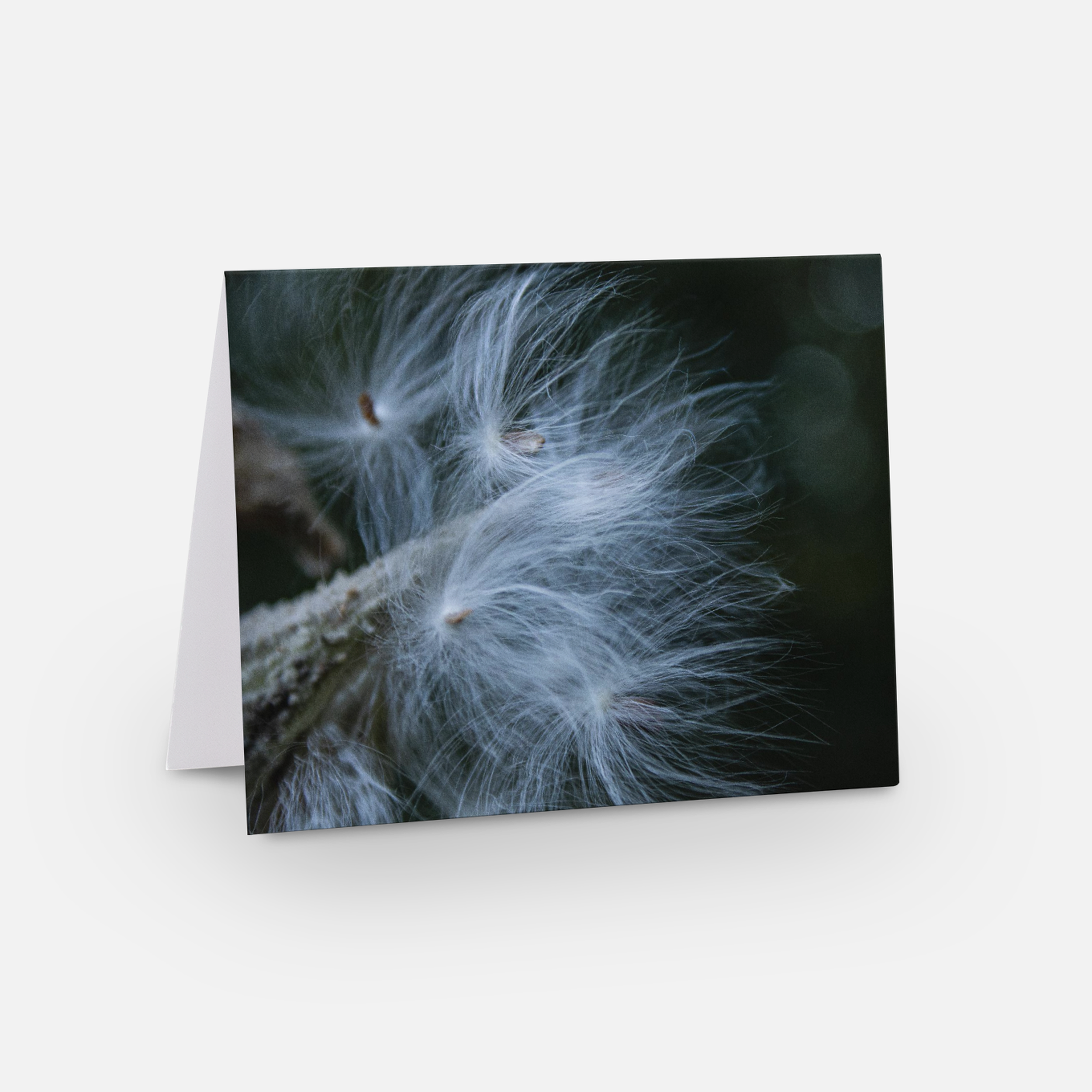 Wild & Weathered Collection