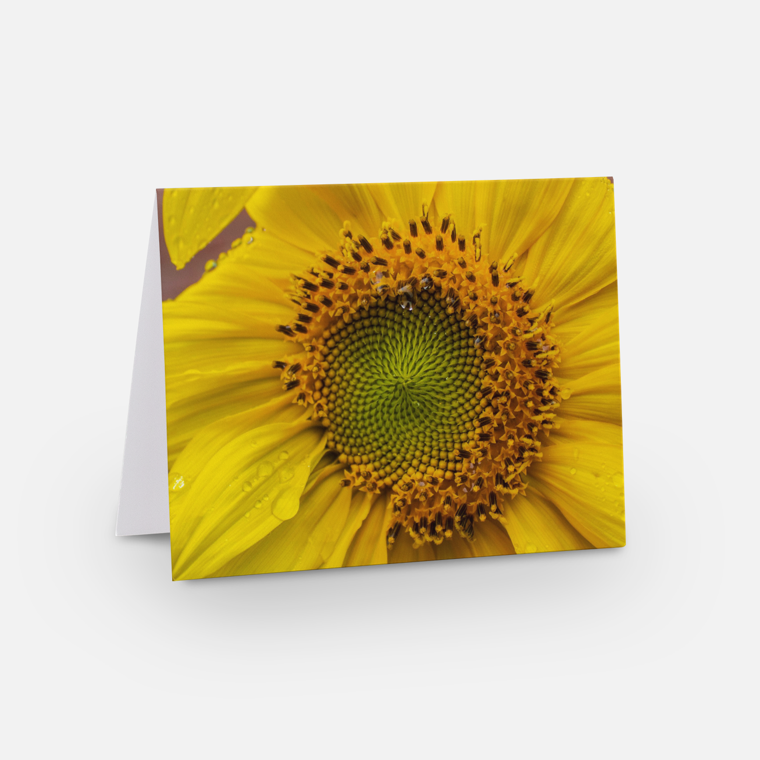 Sunflower Card.png