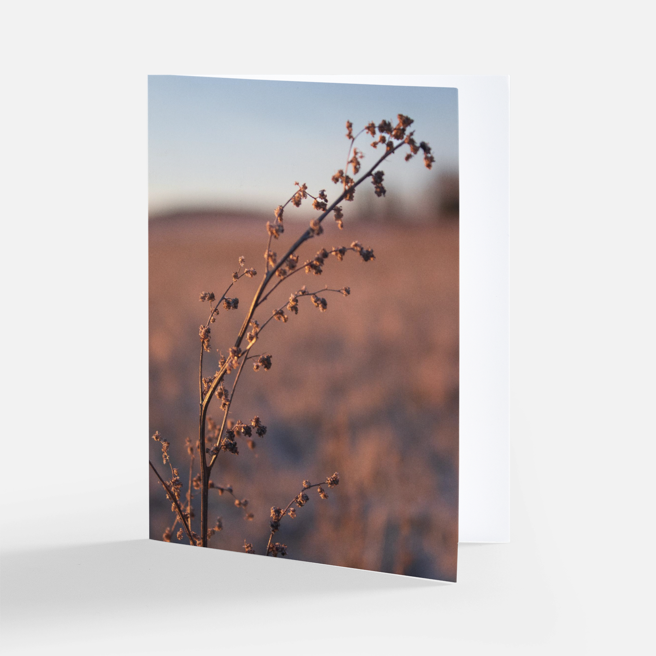 Magic Light plant card.png