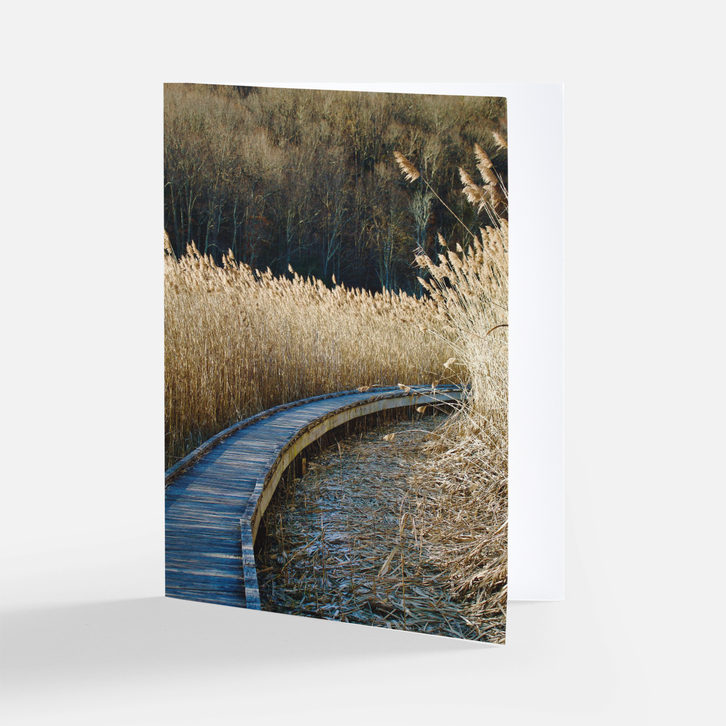 Paths We Wander Collection