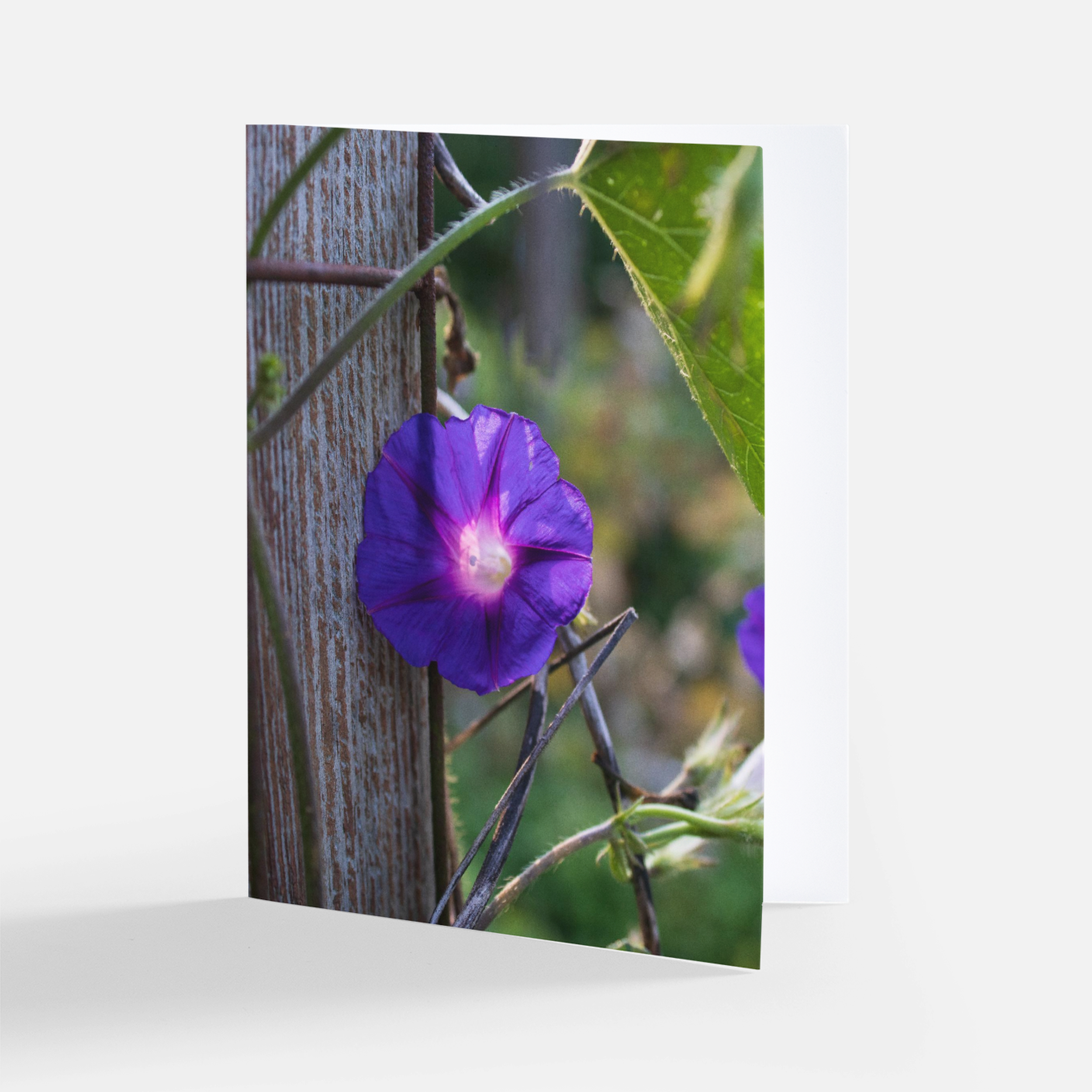 Morning Glory Card.png