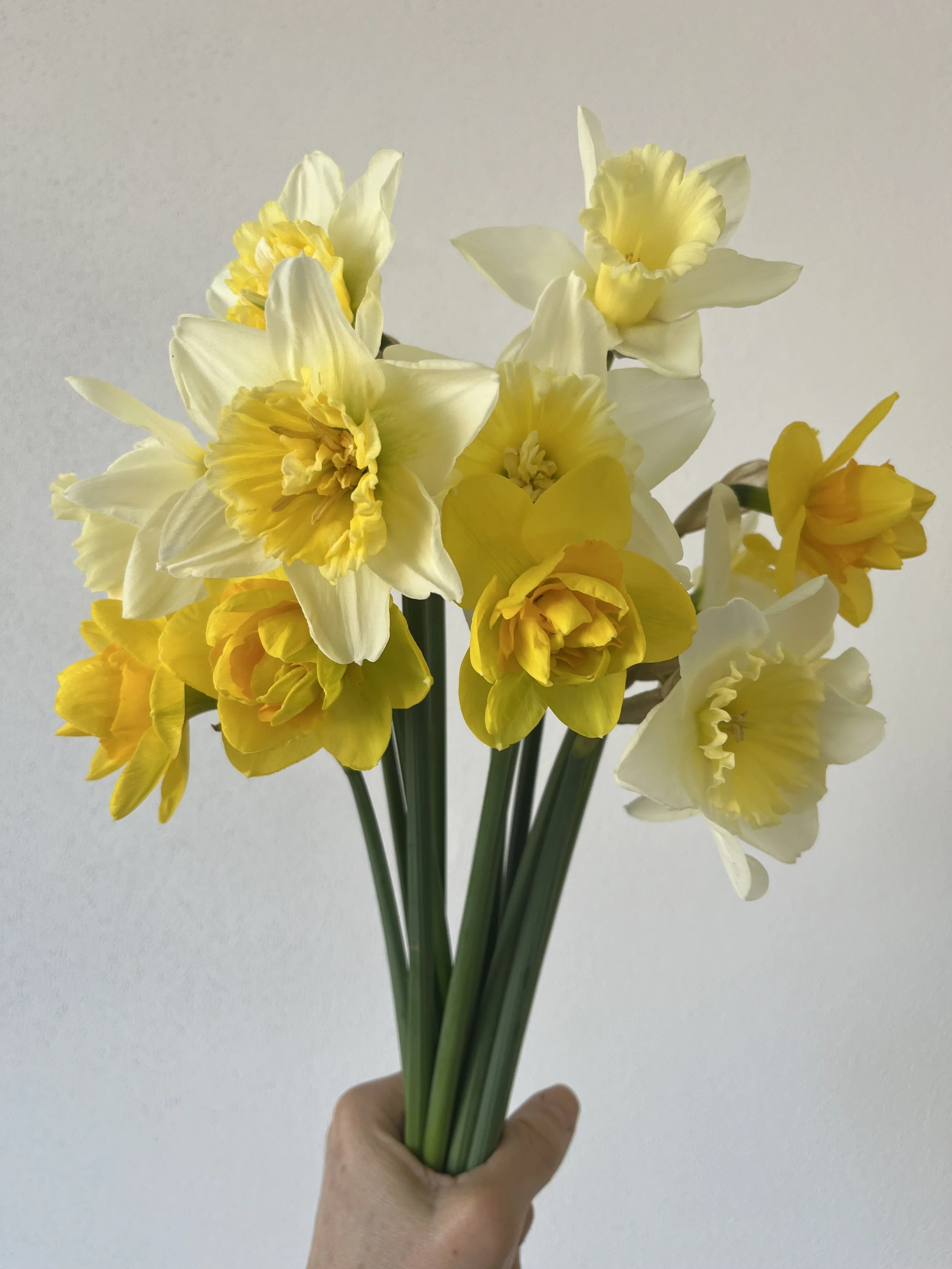 narzissen.jpeg