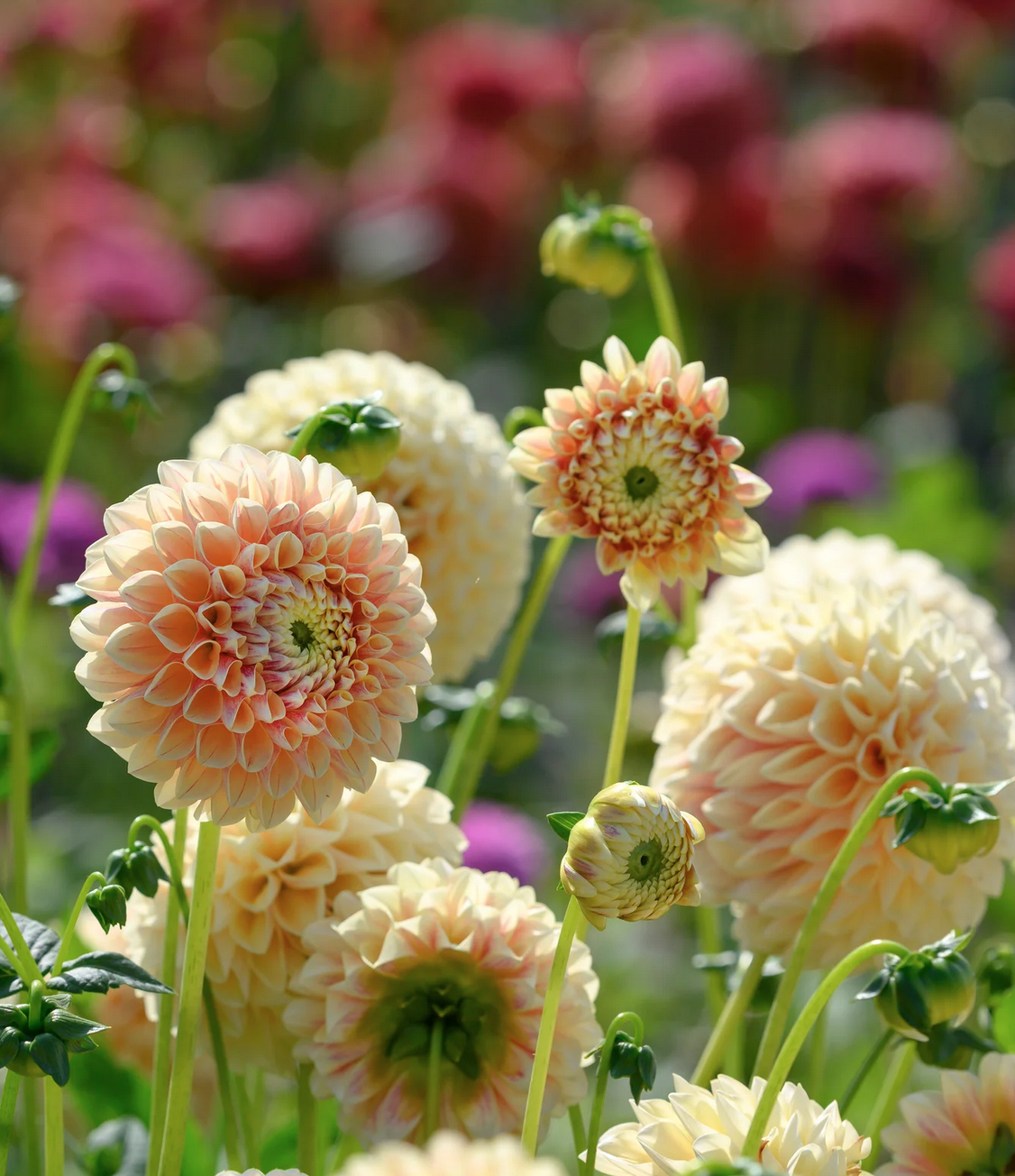 Schermata 2026-01-15 alle 11.23.25.png