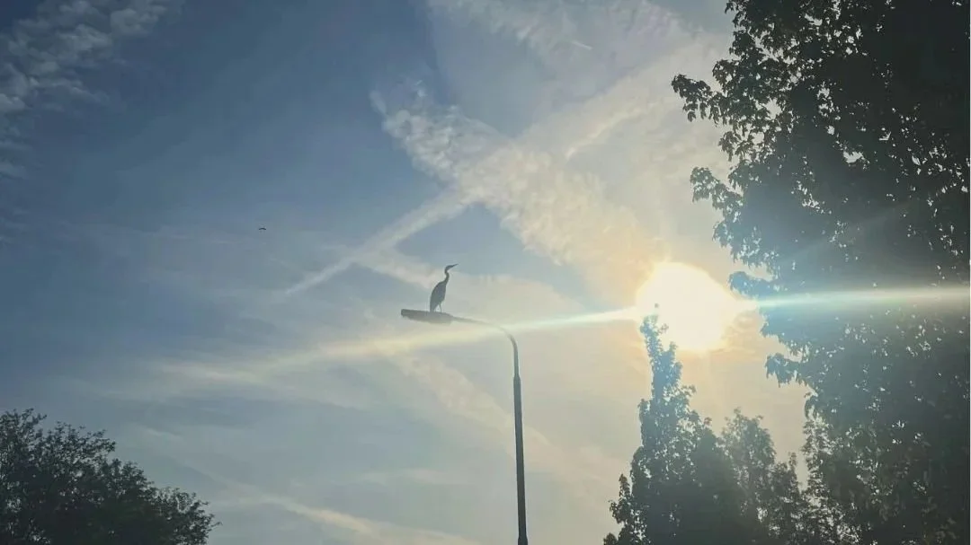 Hoe een reiger me leerde hardlopen