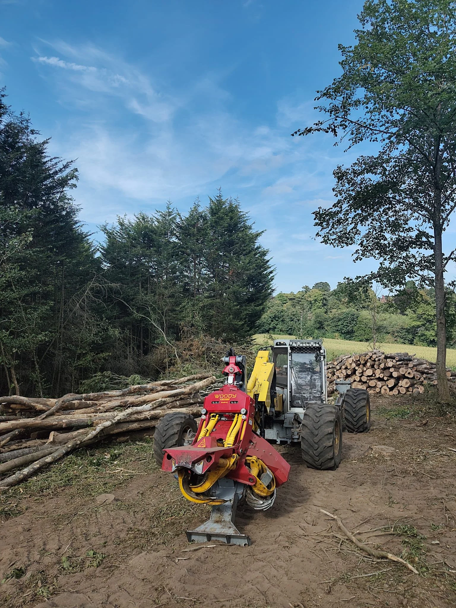 Menzi Muck with harvester head; removing diseased ash with ash dieback on a campsite