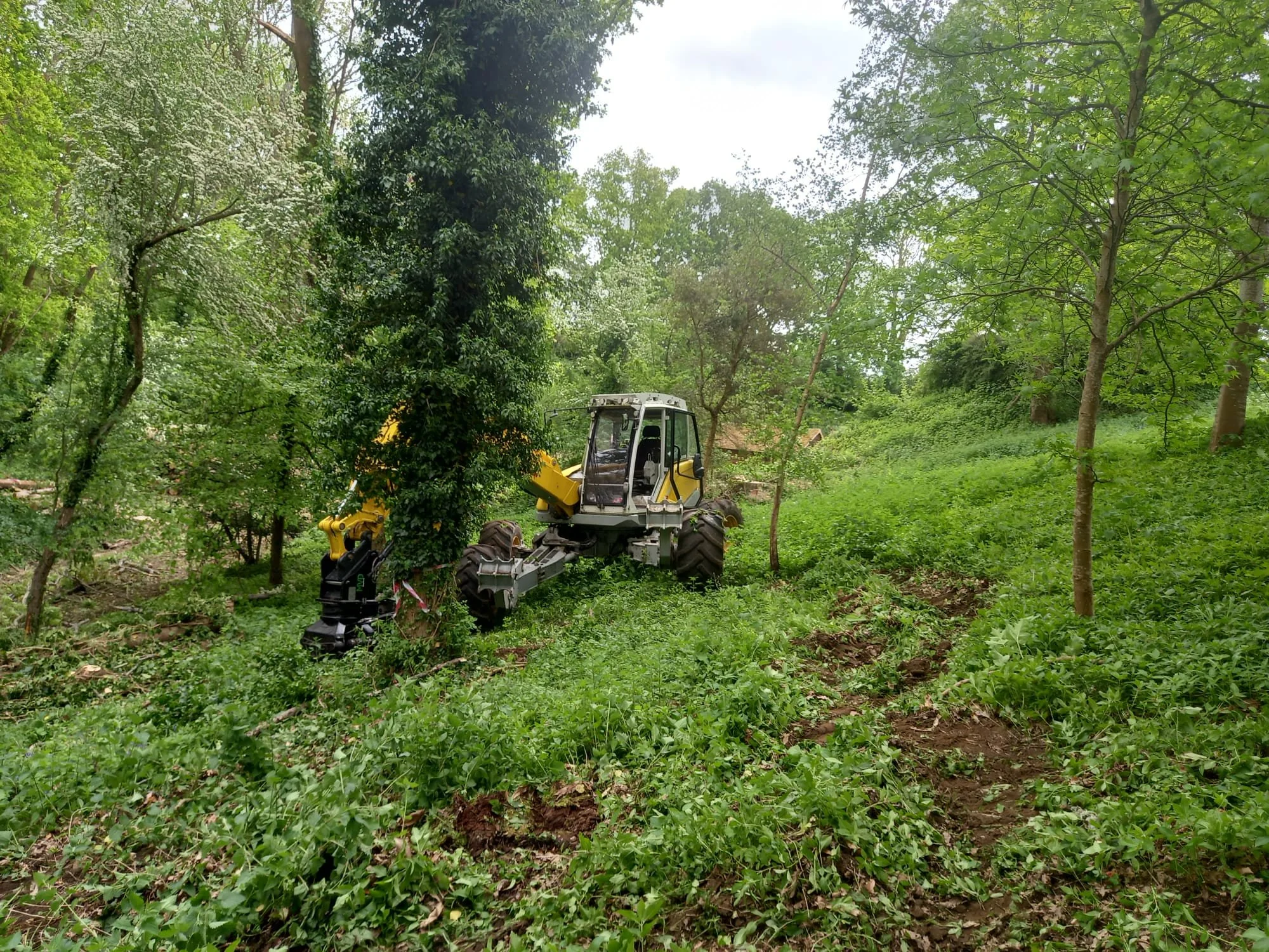 Menzi Muck M540 on woodland slope