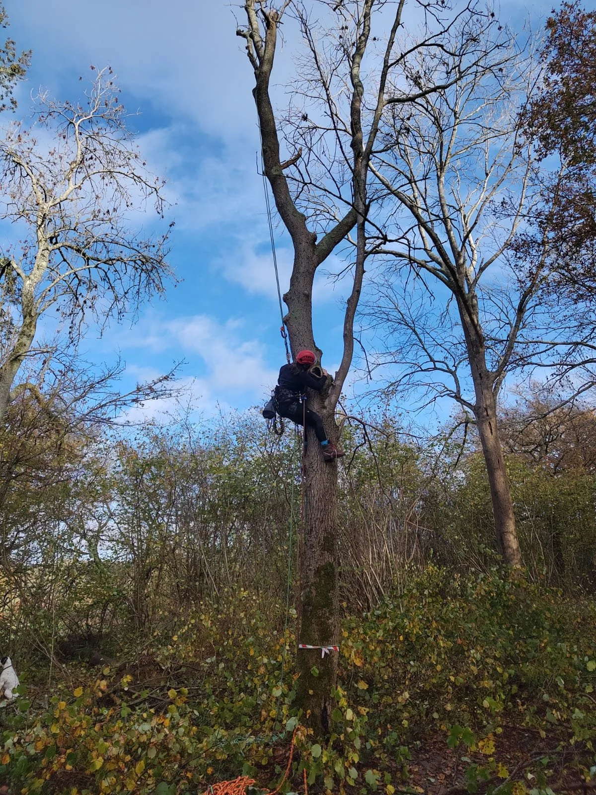 Ecologist climbing a tree for bats
